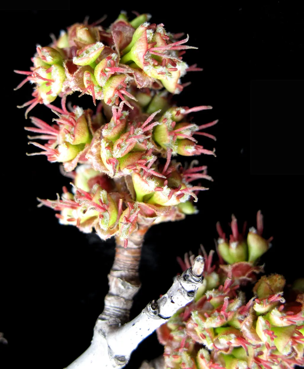 Silver Maple (Acer Saccharinum) — followed by the characteristic winged samaras which attract a variety of wildlife