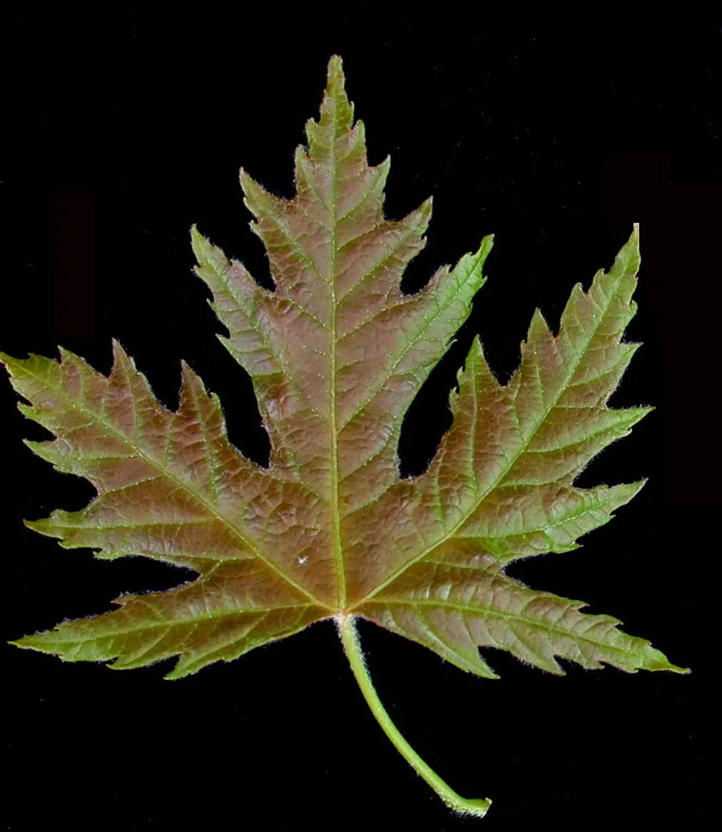 Silver Maple (Acer Saccharinum) — Fall foliage may not be as vibrant as other maples, often a modest yellow