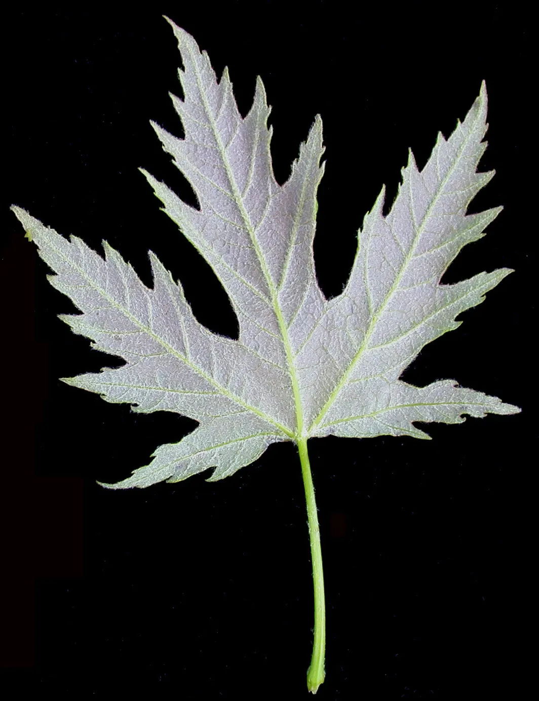 Silver Maple (Acer Saccharinum) — the Silver Maple can be a central feature in the landscape