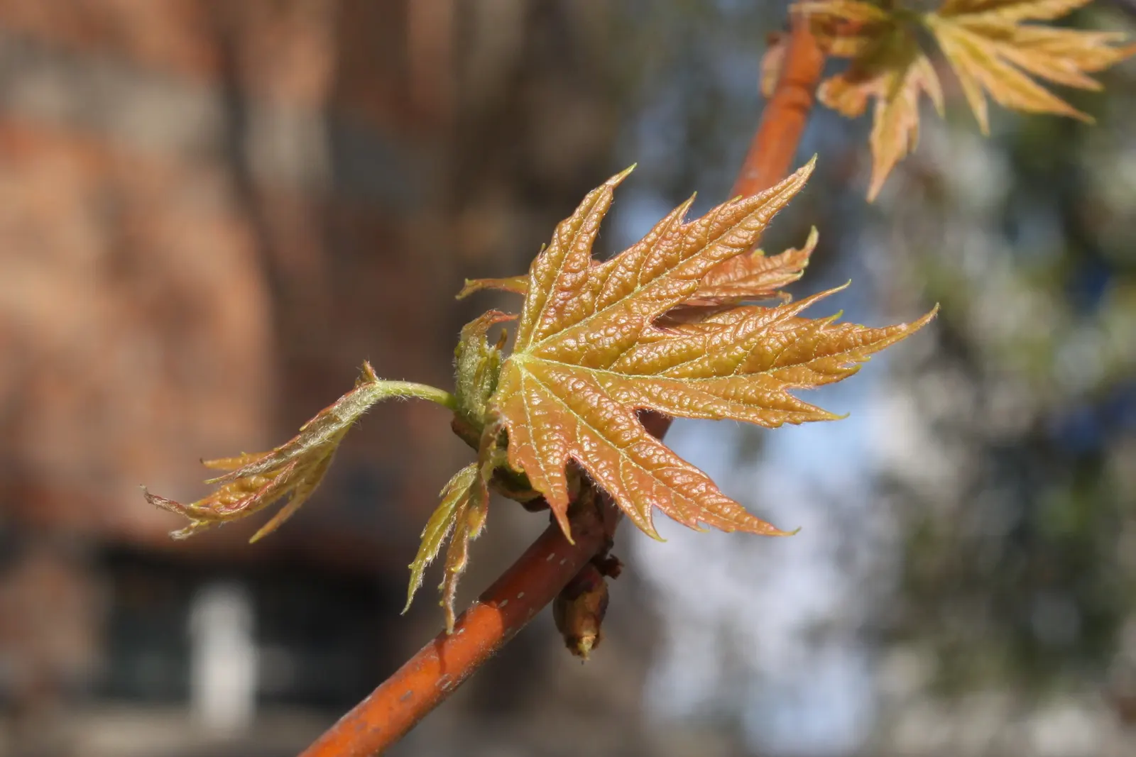 Silver Maple (Acer Saccharinum) — providing generous shade.<br><br>Ideal for USDA zones 3 to 9; at around 2 to 3 feet per year
