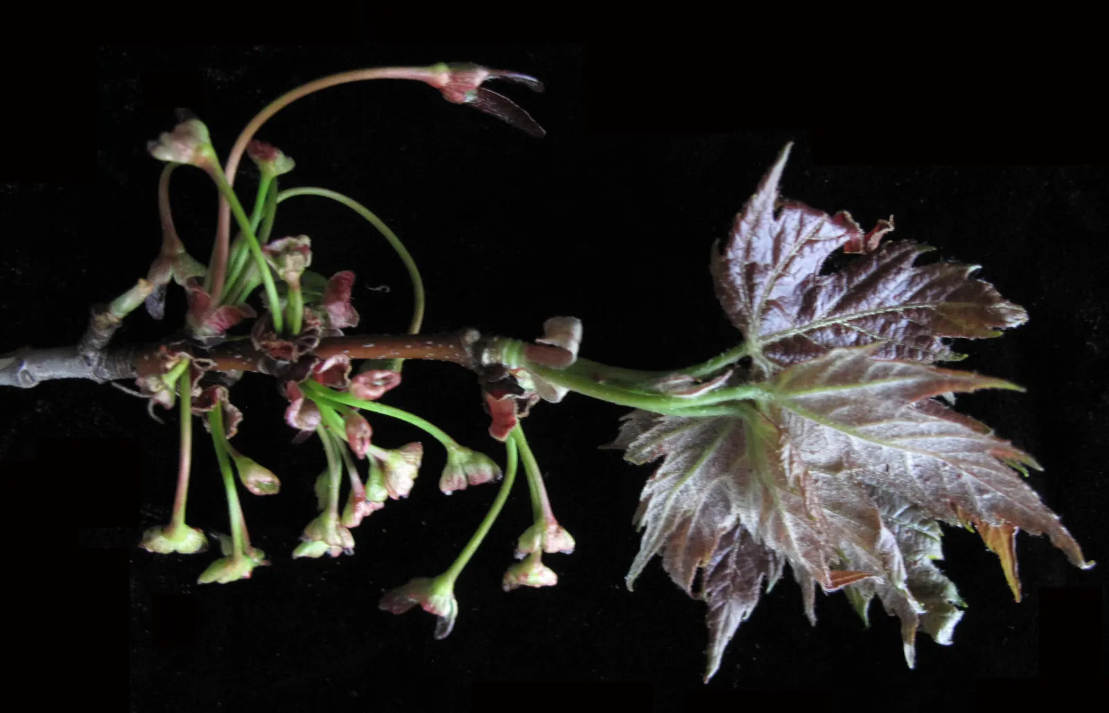 Silver Maple (Acer Saccharinum) — Silver Maple's robust growth rate; it's valued for its silver-green foliage, image 73