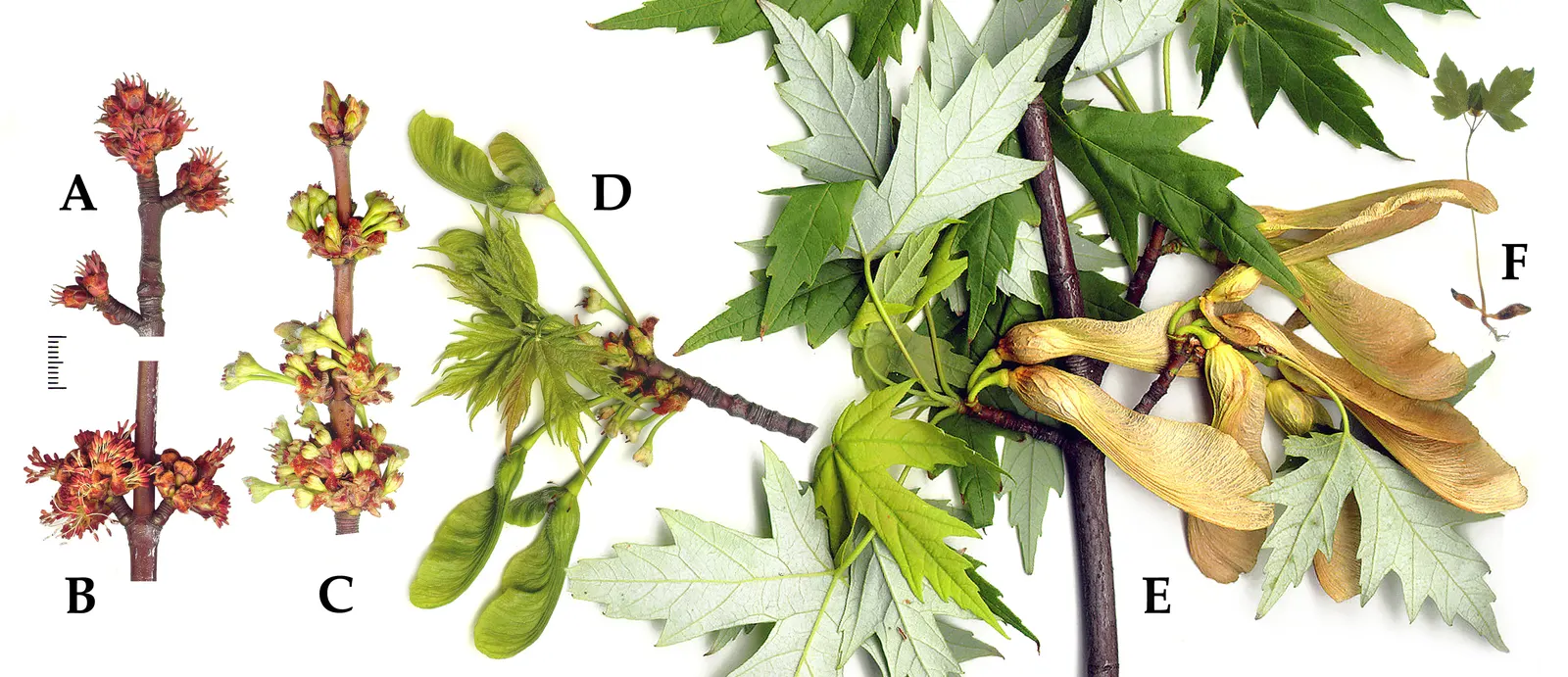 Silver Maple (Acer Saccharinum) — should be considered in landscape design to ensure adequate space for development; at around 2 to 3 feet per year