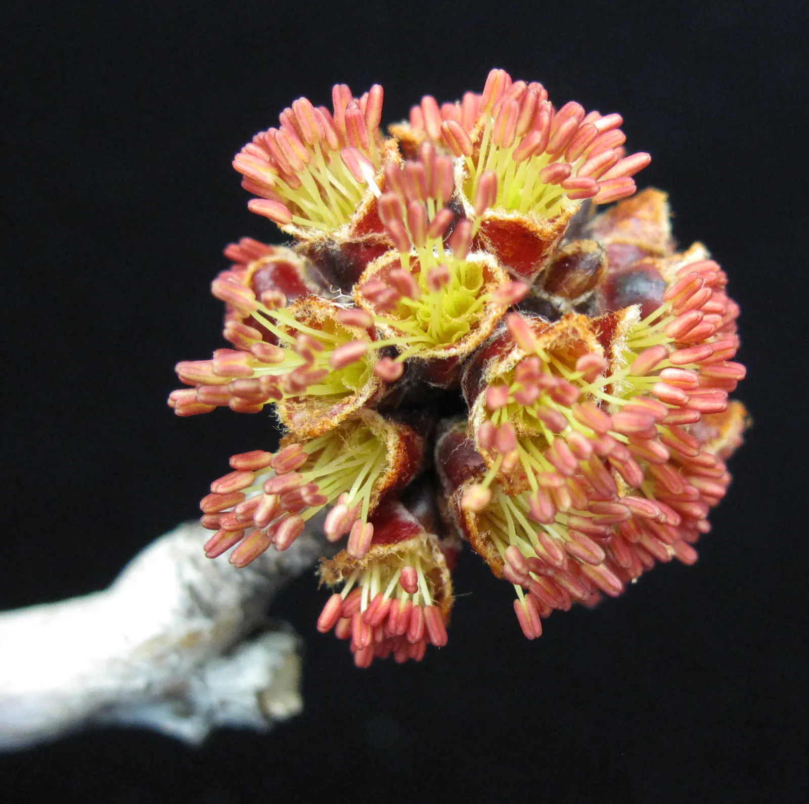 Silver Maple (Acer Saccharinum) — often between 50 to 80 feet