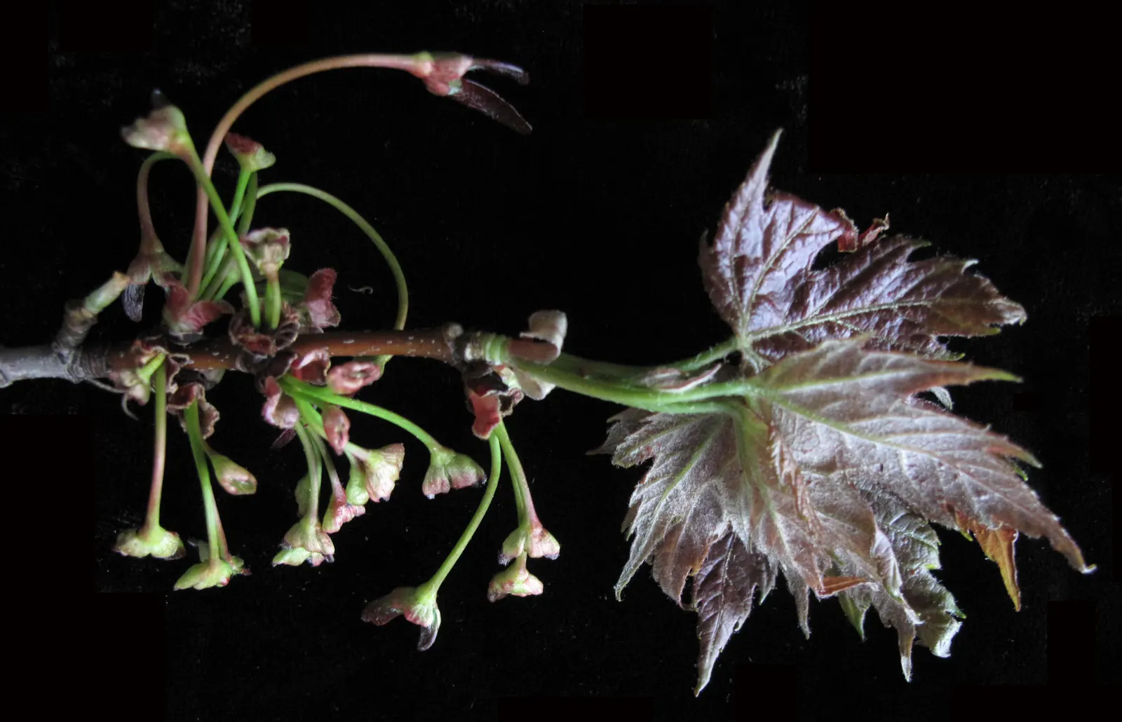 Silver Maple (Acer Saccharinum) — Silver Maple's robust growth rate