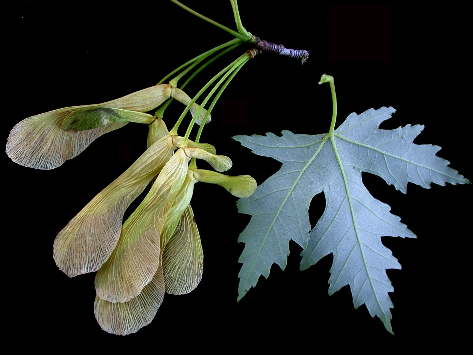 Silver Maple (Acer Saccharinum) — a fast-growing North American native