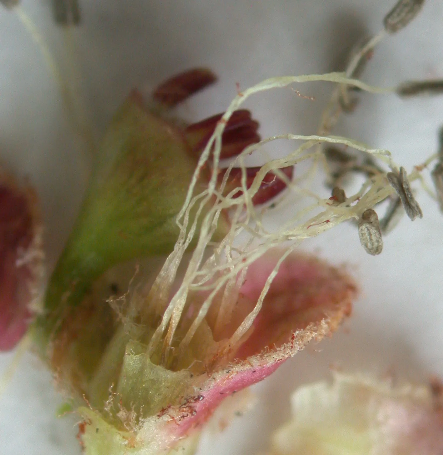 Silver Maple (Acer Saccharinum) — This species prefers full sun to partial shade and grows in hardiness zones 3-9