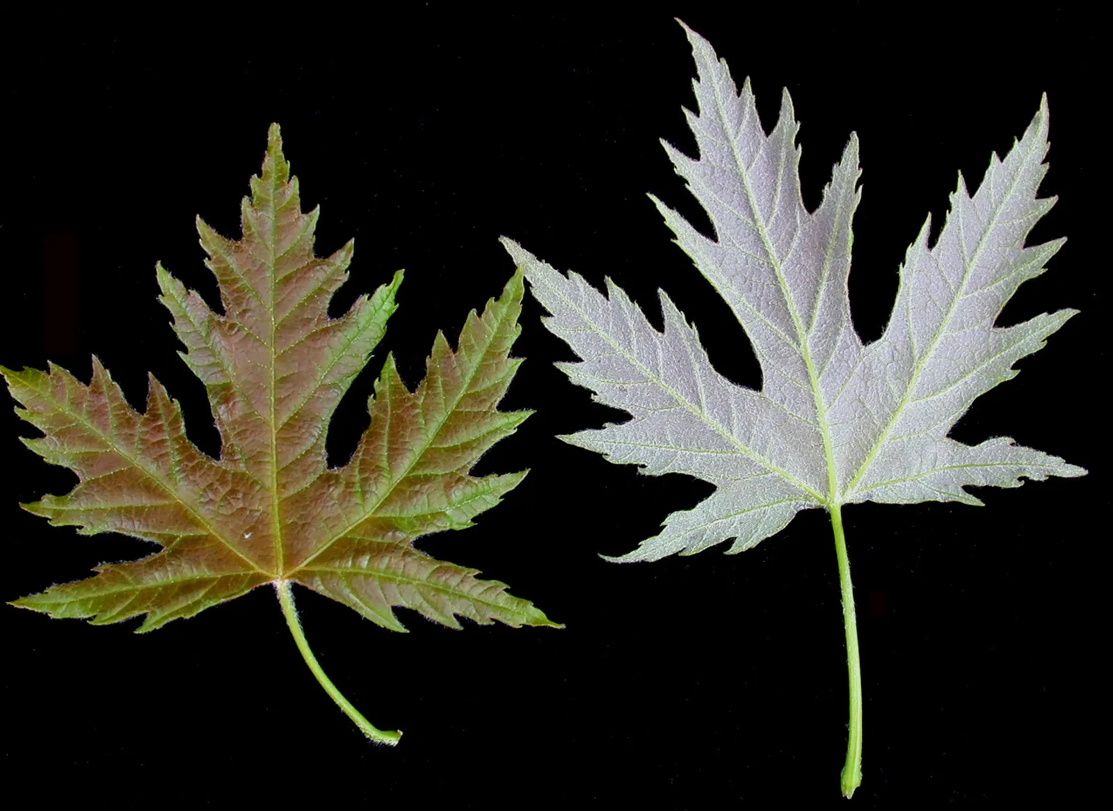 Silver Maple (Acer Saccharinum) — and its tolerance to varying soil conditions