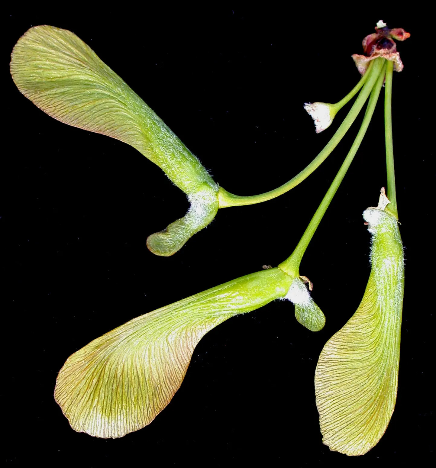 Silver Maple (Acer Saccharinum) — tree with green and yellow blooms; at around 2 to 3 feet per year