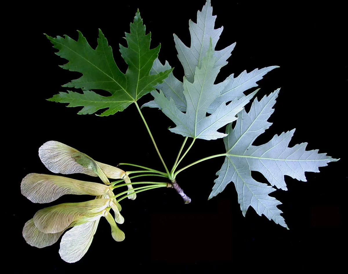 Silver Maple (Acer Saccharinum) — this deciduous maple thrives in full sun to partial shade and is not particular about soil type; and an inviting, image 72