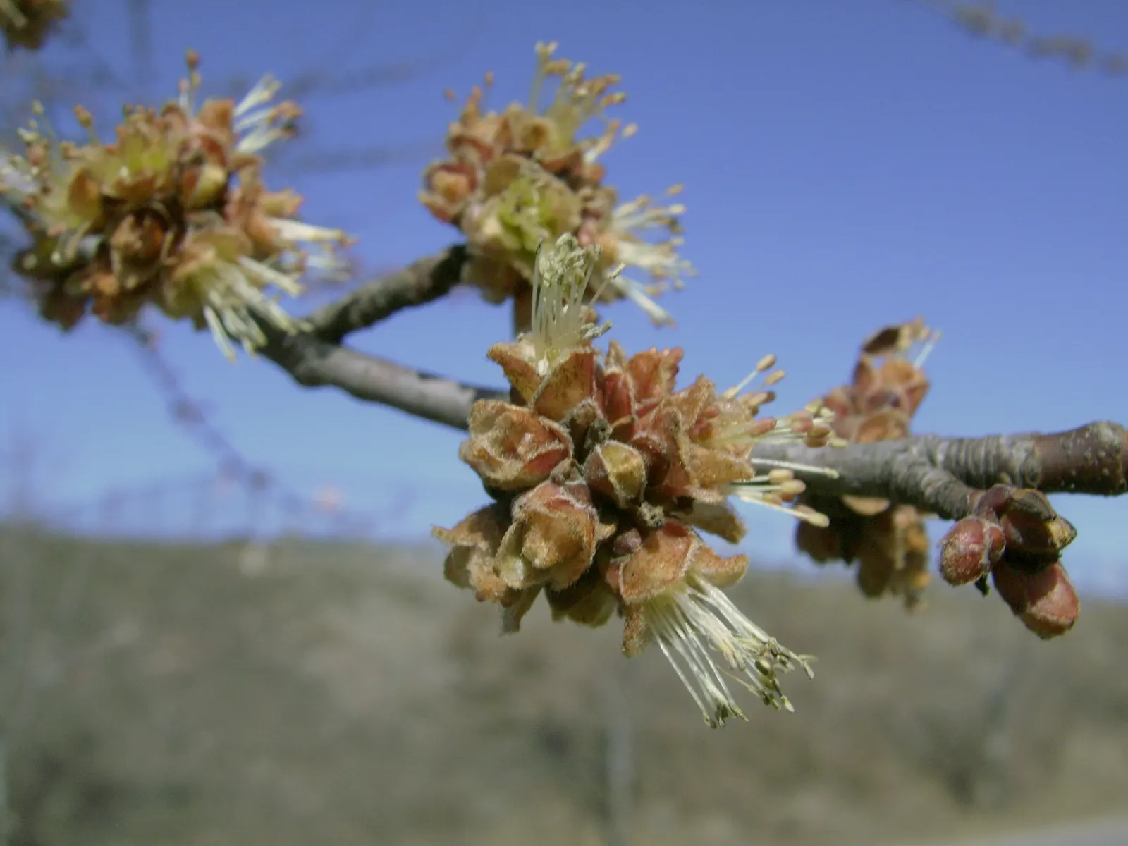 Silver Maple (Acer Saccharinum) — Be mindful of its shallow root system when planting near sidewalks or structures.<br><br>In spring; and an inviting habitat