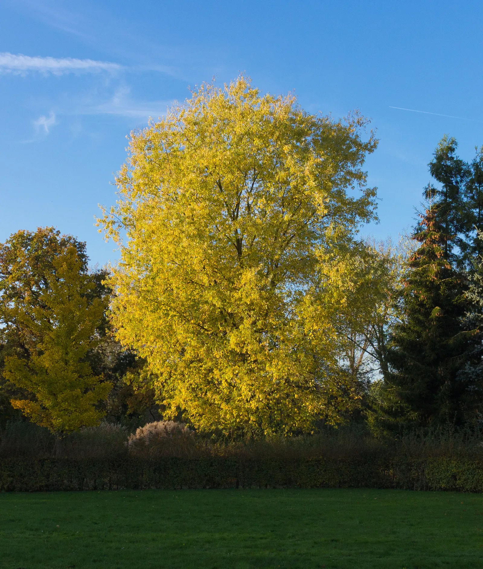 Silver Maple (Acer Saccharinum) — often between 50 to 80 feet; it's valued for its silver-green foliage