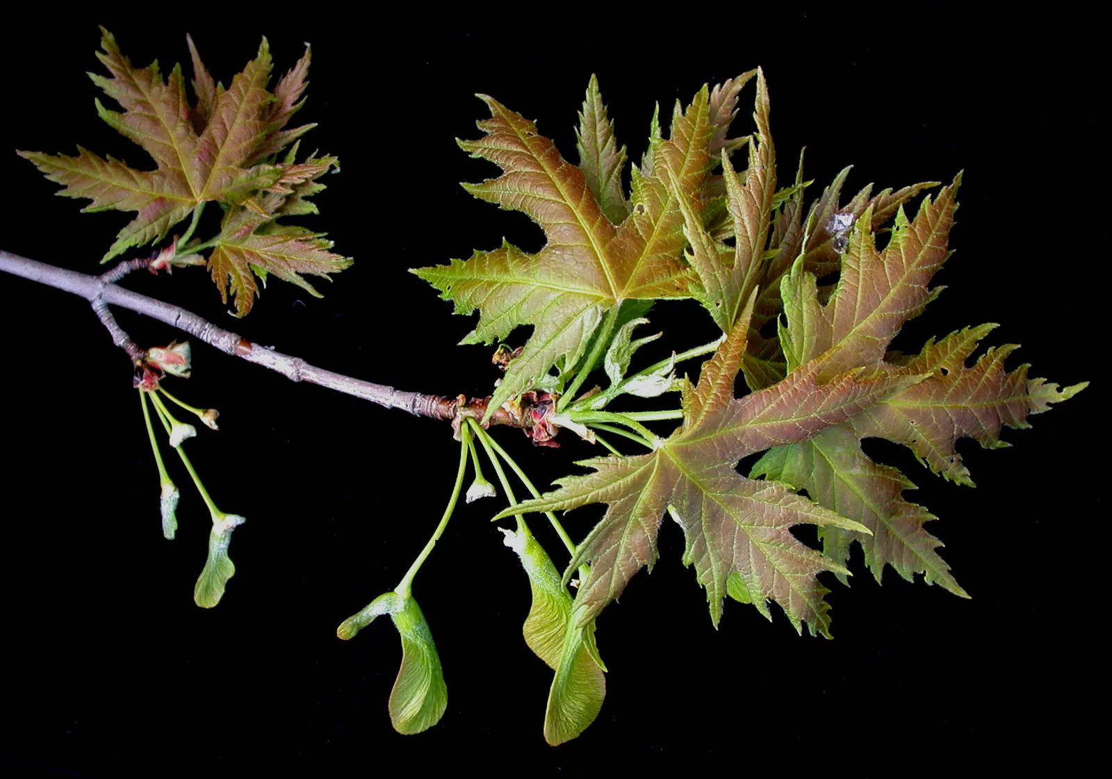 Silver Maple (Acer Saccharinum) — is a fast-growing deciduous tree