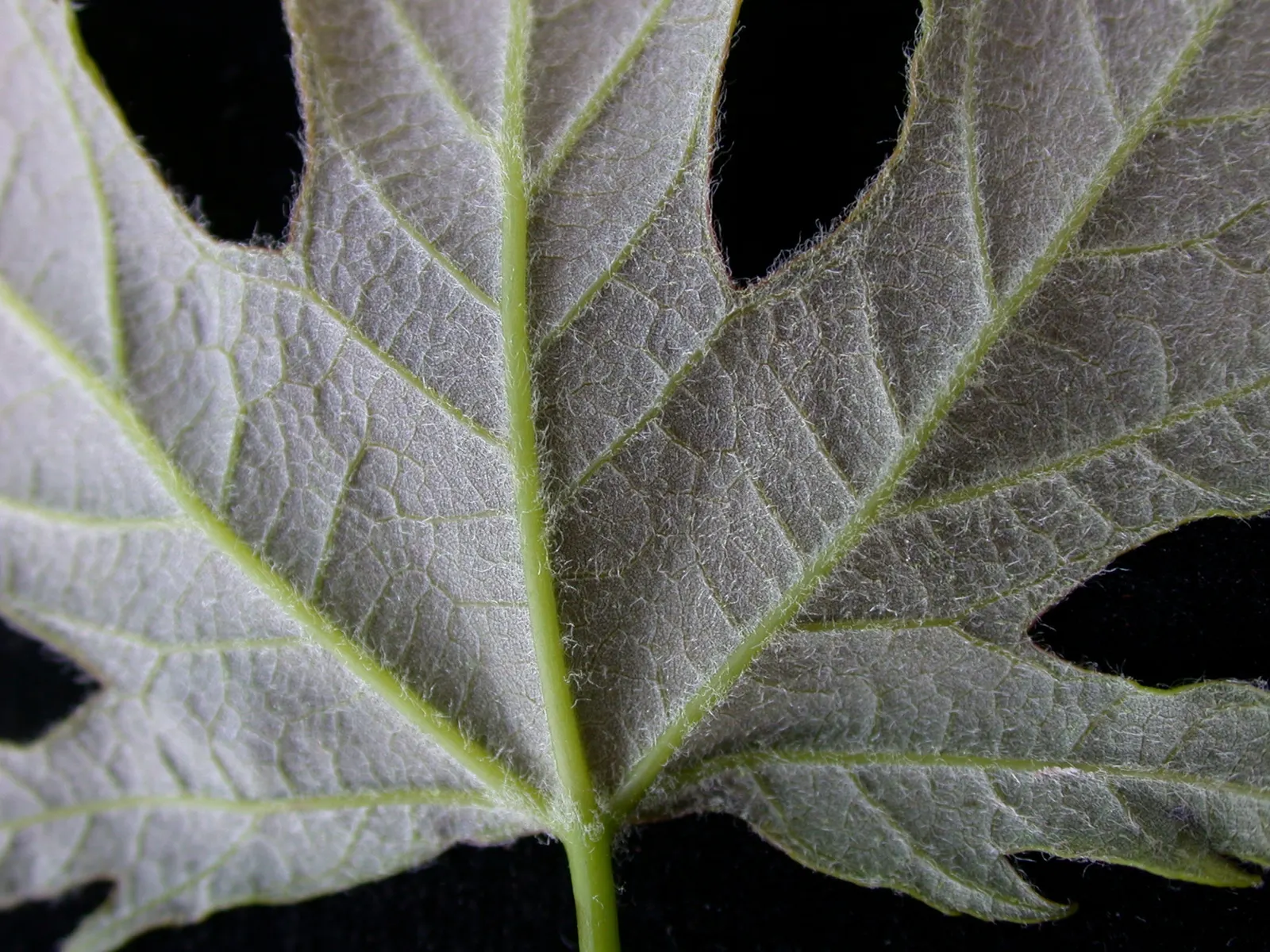 Silver Maple (Acer Saccharinum) — the Silver Maple can be a central feature in the landscape; and an inviting habitat for local fauna