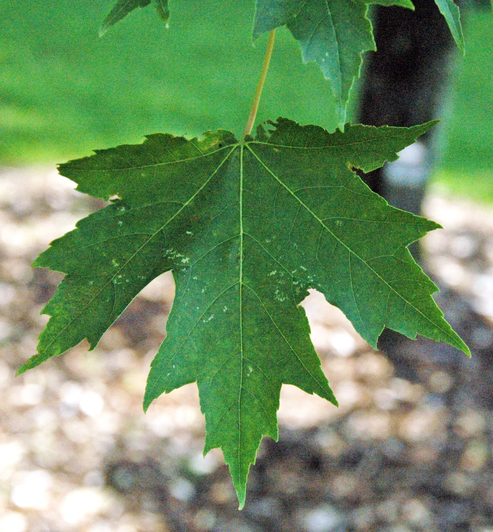 Silver Maple (Acer Saccharinum) — is a fast-growing deciduous tree; serves as a splendid selection for expansive garden landscapes and parks