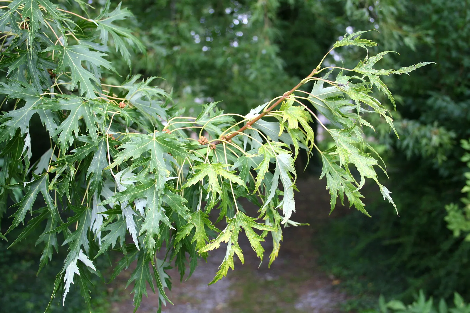 Silver Maple (Acer Saccharinum) — tree for full
