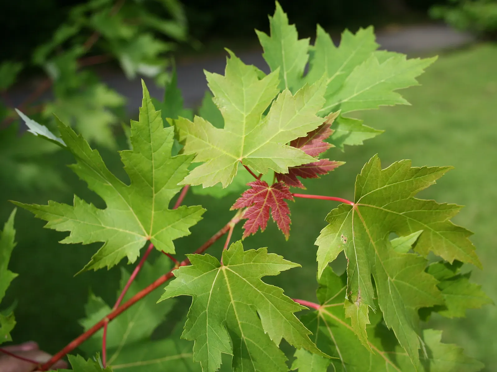 Silver Maple (Acer Saccharinum) — serves as a splendid selection for expansive garden landscapes and parks