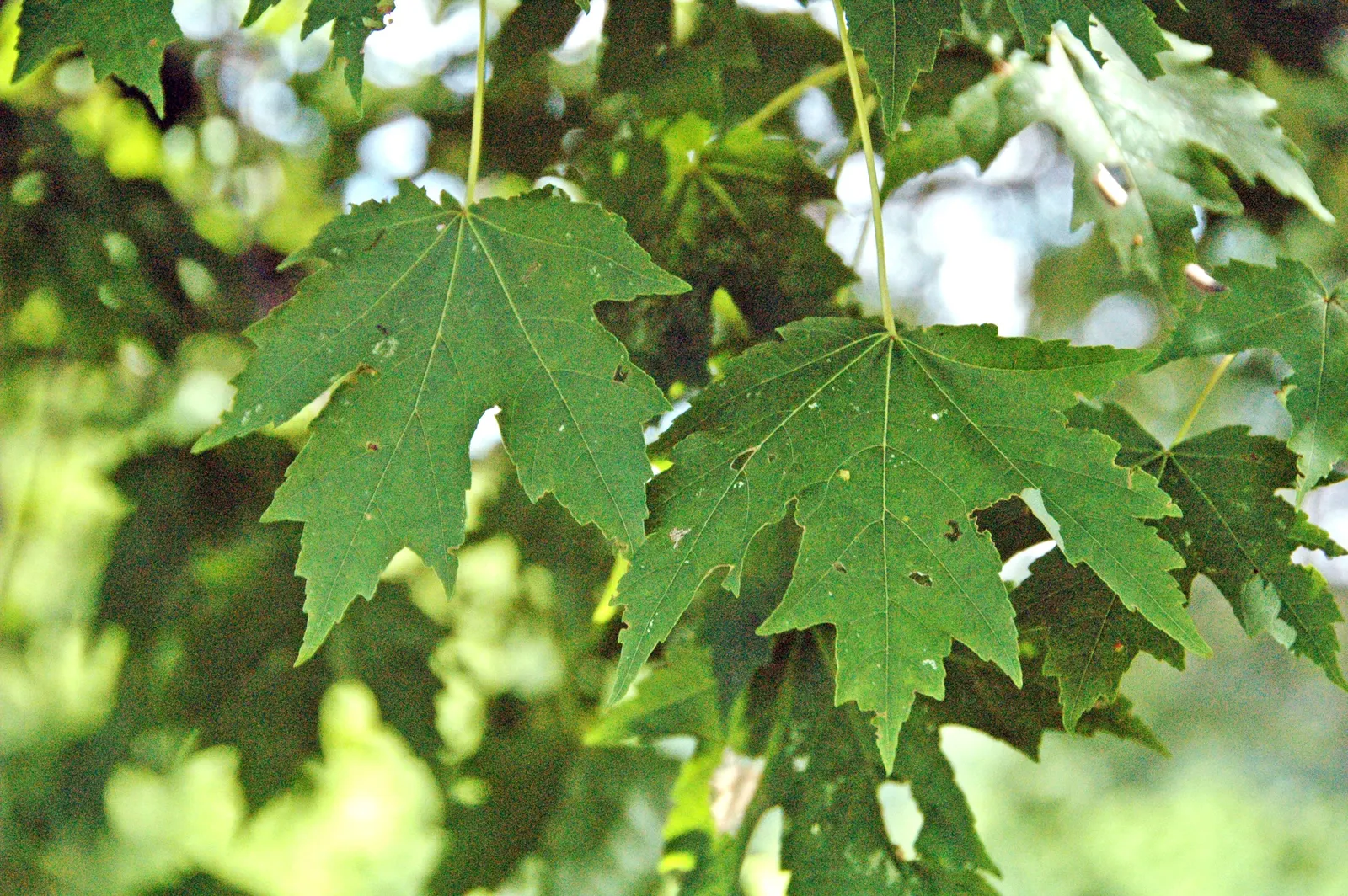 Silver Maple (Acer Saccharinum) — green and yellow flowers in the garden
