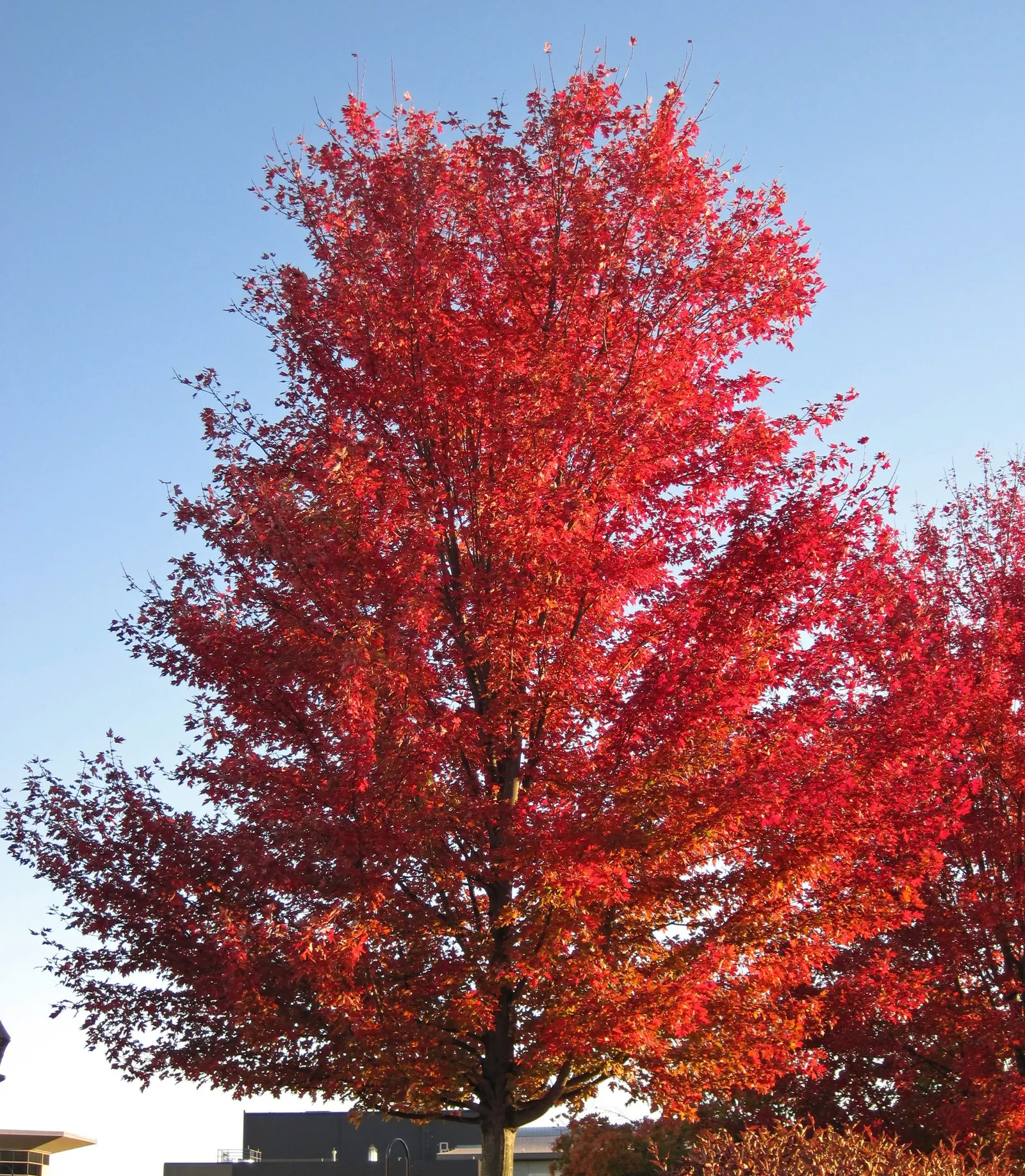Silver Maple (Acer Saccharinum) — small red or yellow flowers usher in the season; it's valued for its silver-green foliage, image 77