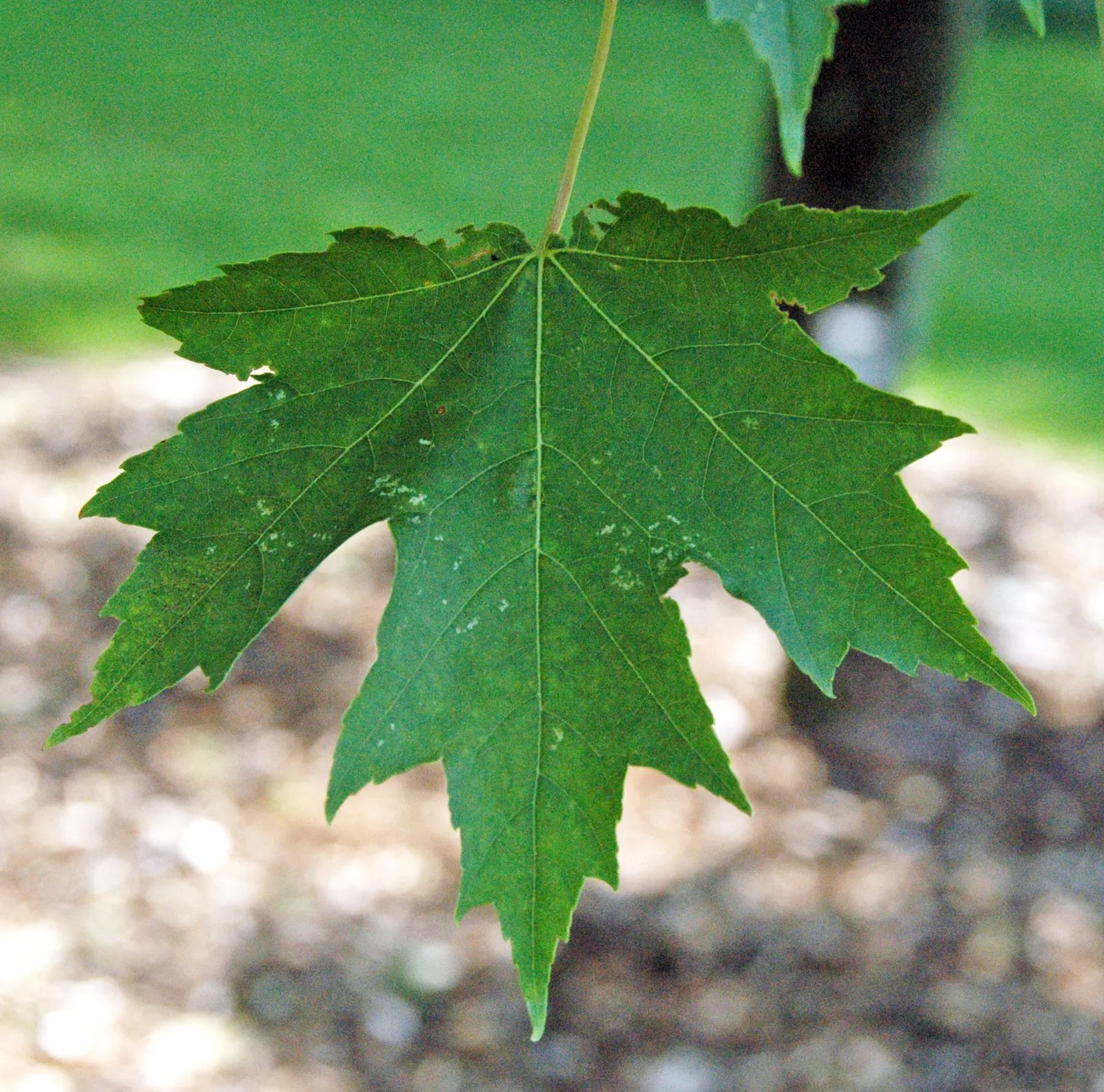 Silver Maple (Acer Saccharinum) — tree with green and yellow blooms