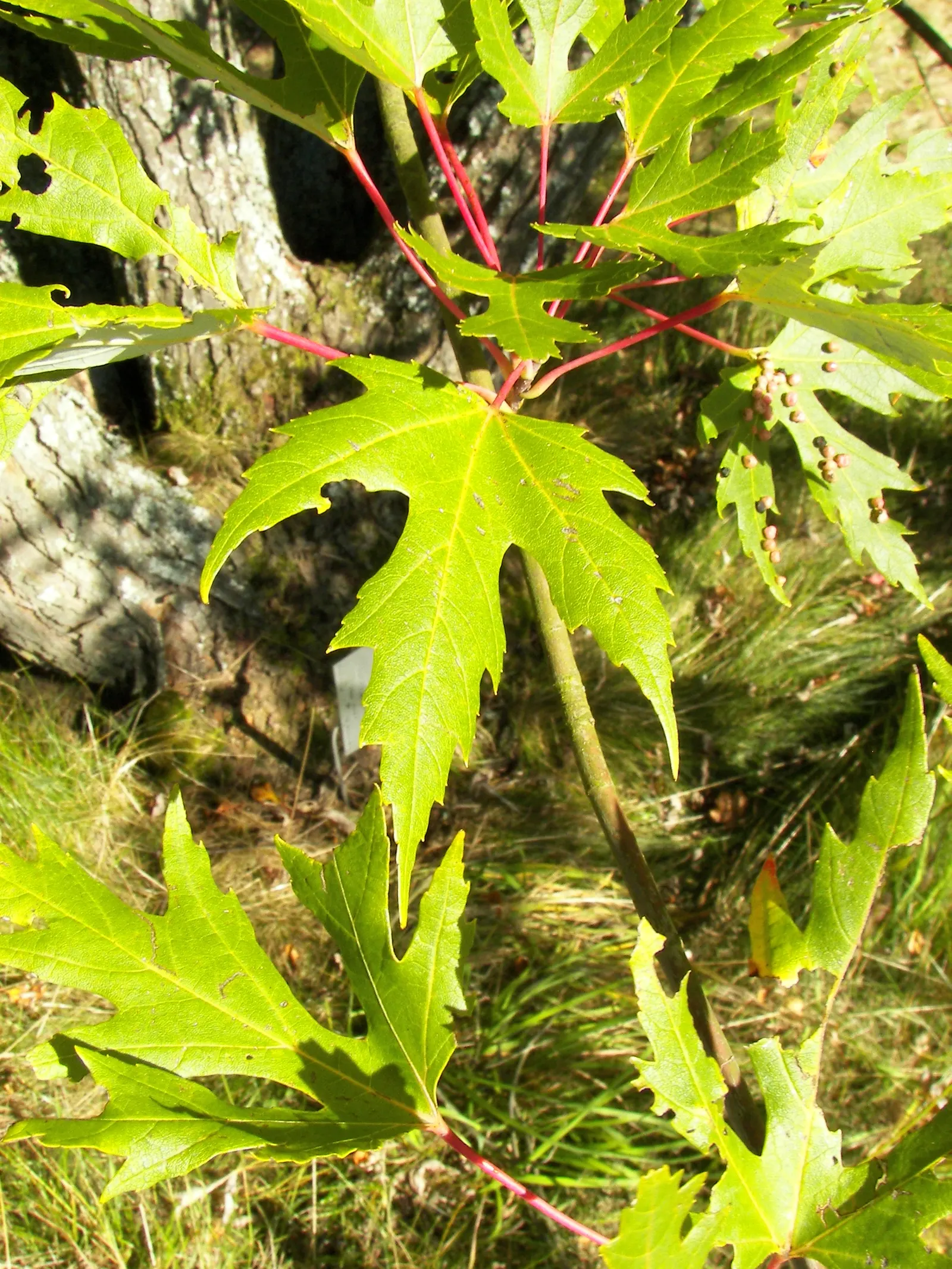 Silver Maple (Acer Saccharinum) — often between 50 to 80 feet; it's valued for its silver-green foliage, image 69