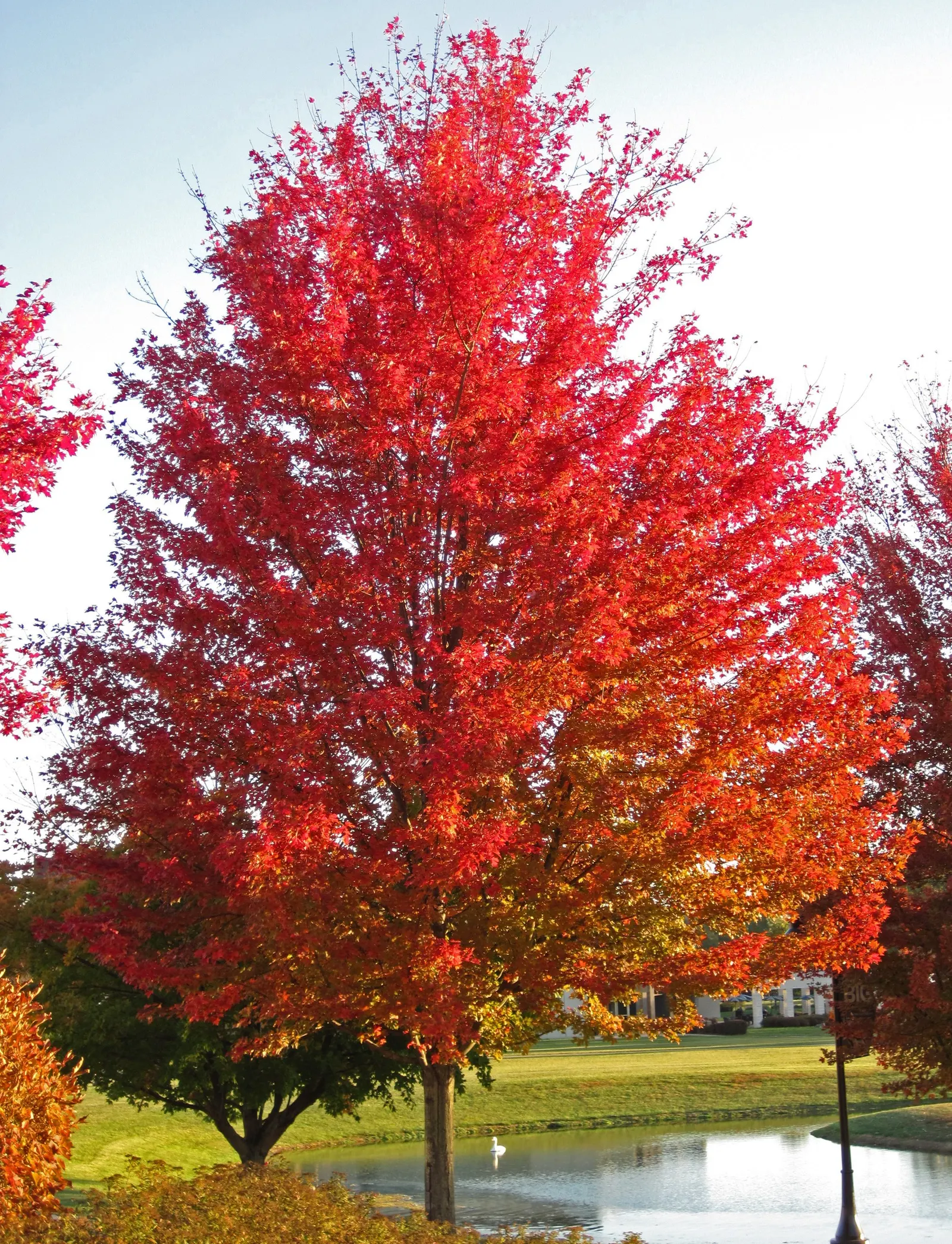 Silver Maple (Acer Saccharinum) — This species prefers full sun to partial shade and grows in hardiness zones 3-9; at around 2 to 3 feet per year, image 63