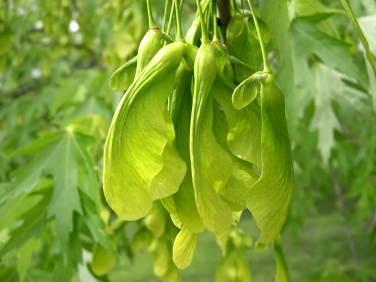 Silver Maple (Acer Saccharinum) — However, its brittle wood can pose a risk during storms, and roots may disrupt nearby structures; and an inviting, image 64