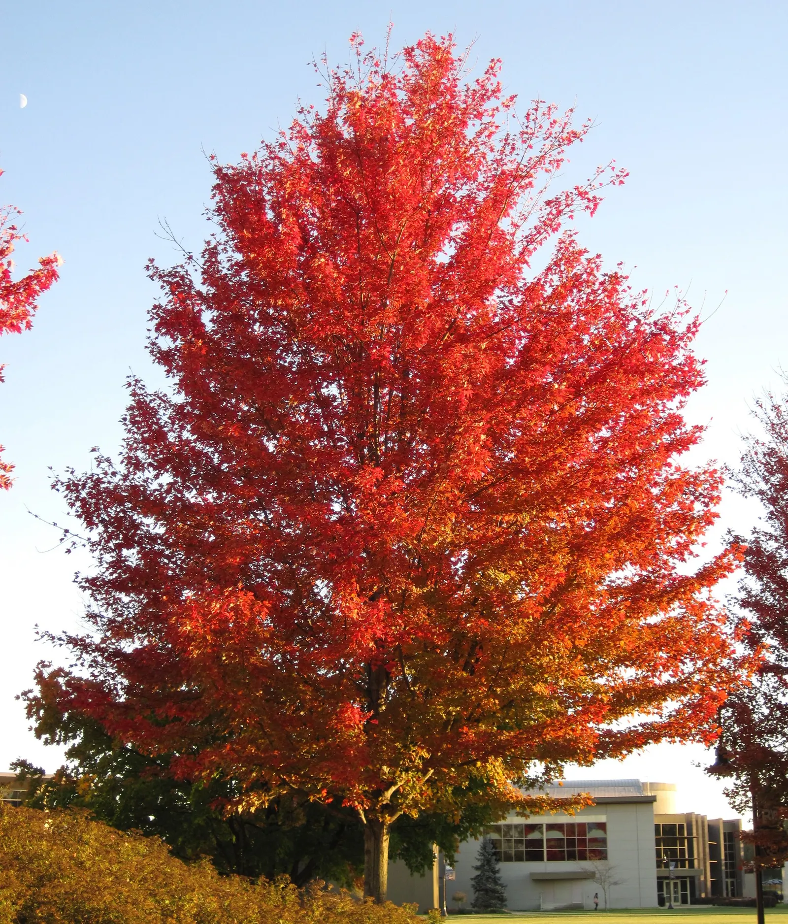 Silver Maple (Acer Saccharinum) — a fast-growing North American native; serves as a splendid selection for expansive garden landscapes and parks