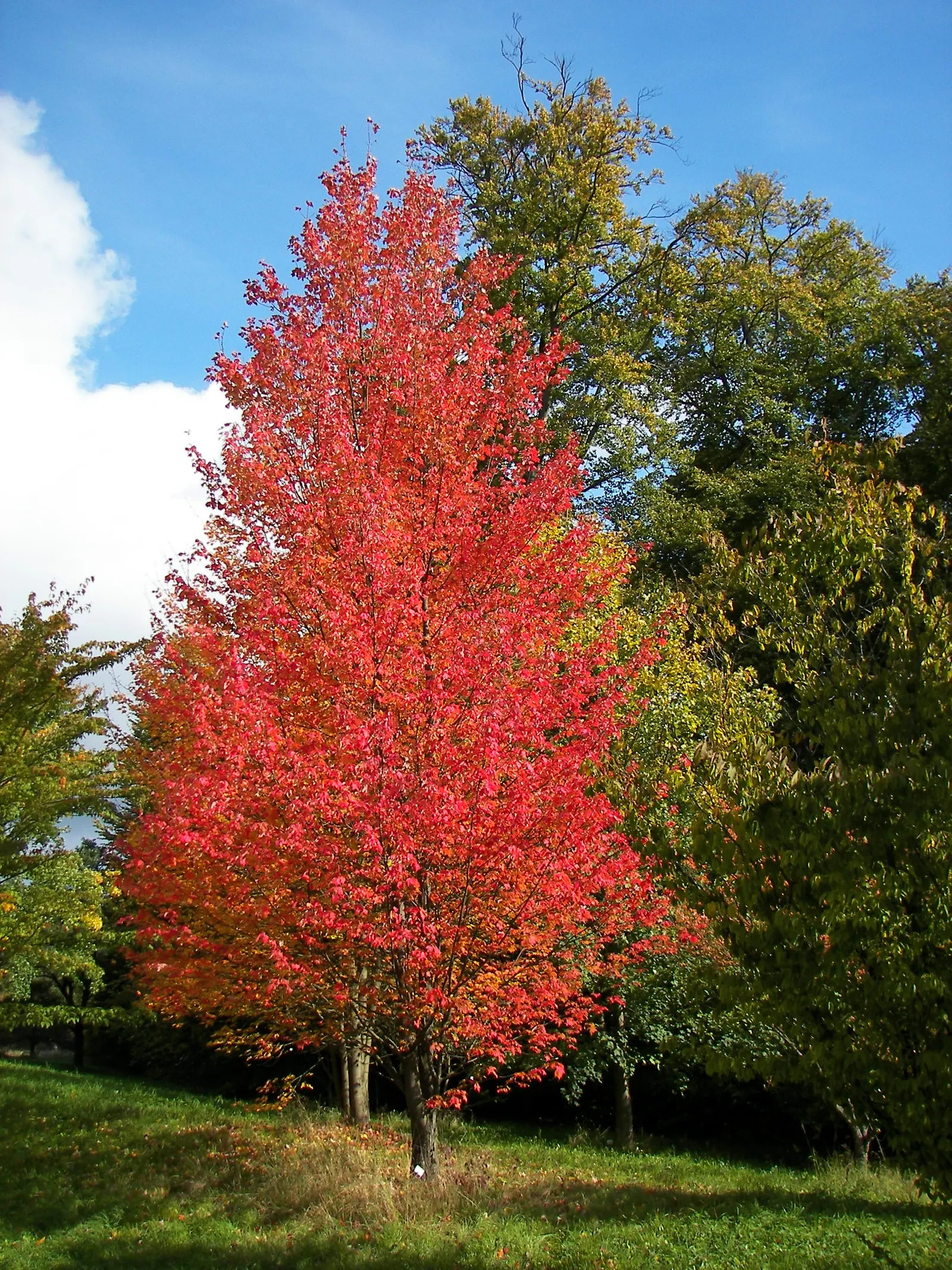 Silver Maple (Acer Saccharinum) — and its tolerance to varying soil conditions; serves as a splendid selection for expansive garden landscapes and, image 62
