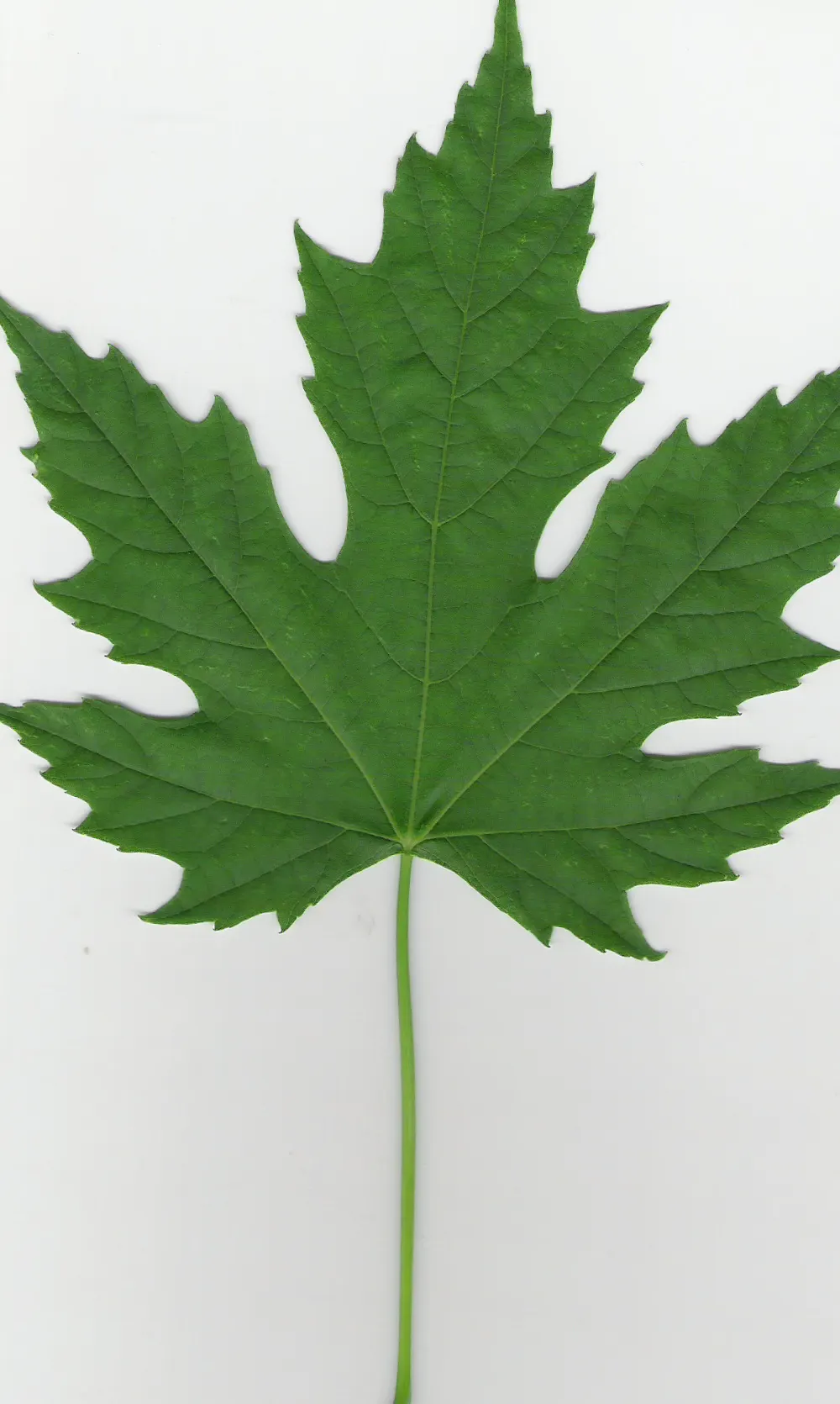 Silver Maple (Acer Saccharinum) — it stands impressively tall; and an inviting habitat for local fauna, image 68