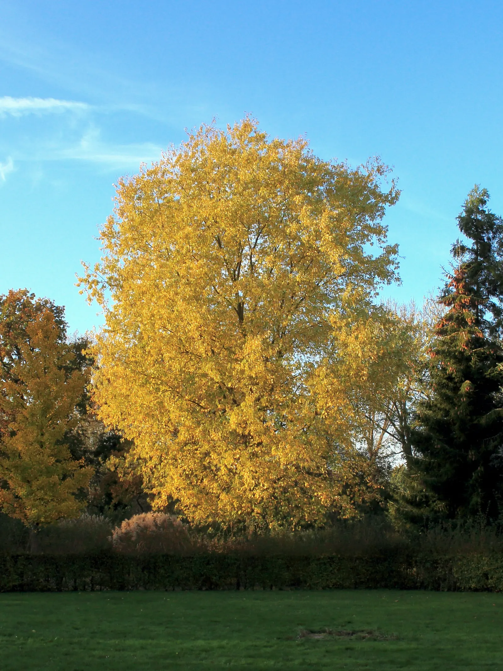 Silver Maple (Acer Saccharinum) — serves as a splendid selection for expansive garden landscapes and parks; at around 2 to 3 feet per year, image 67