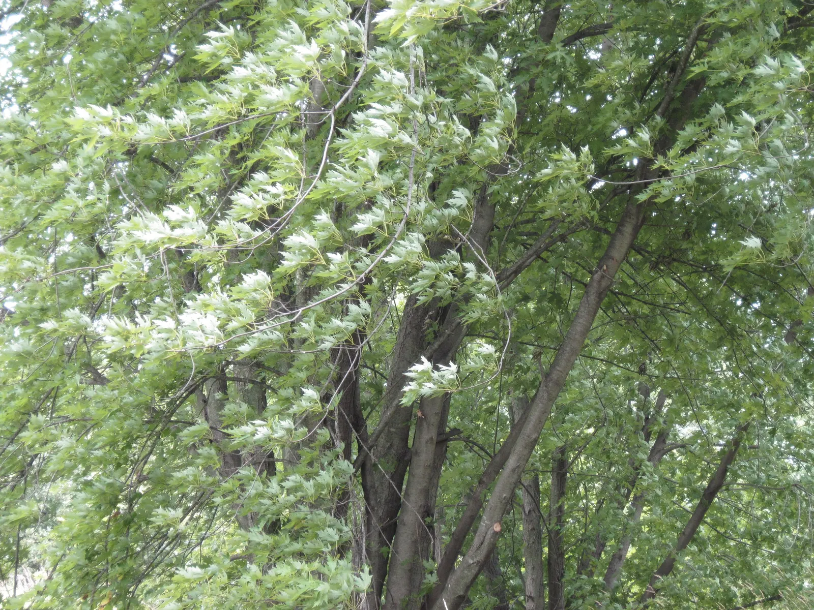 Silver Maple (Acer Saccharinum) — commonly called Silver Maple; it's valued for its silver-green foliage
