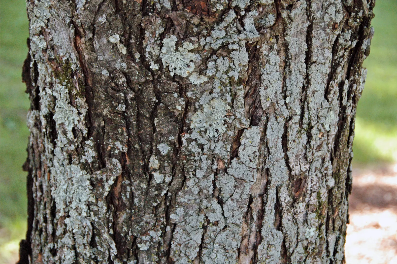 Silver Maple (Acer Saccharinum) — reaching heights of 50-80 feet with a 35-50 foot spread; at around 2 to 3 feet per year