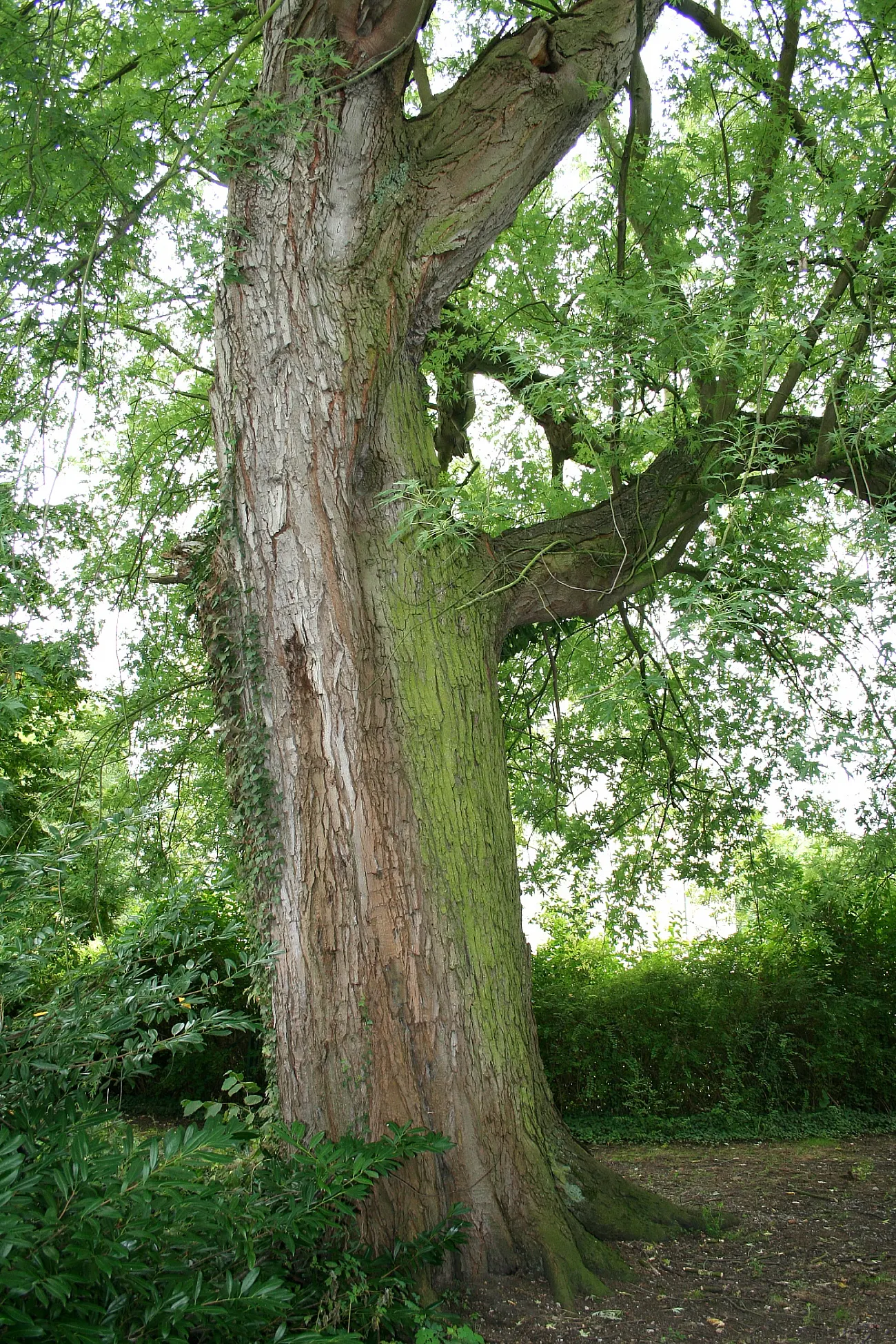 Silver Maple (Acer Saccharinum) — providing generous shade.<br><br>Ideal for USDA zones 3 to 9; at around 2 to 3 feet per year, image 71