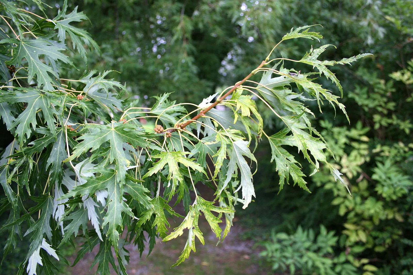Silver Maple (Acer Saccharinum) — with a widespread canopy stretching from 35 to 70 feet in diameter; serves as a splendid selection for expansive, image 70