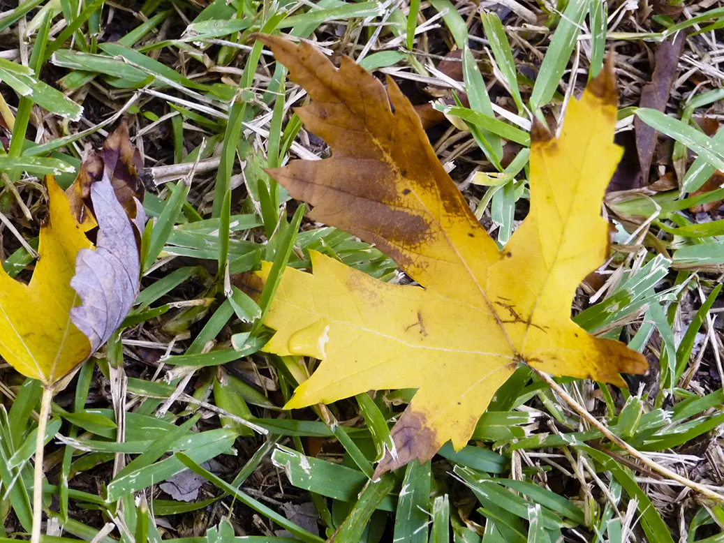 Silver Maple (Acer Saccharinum) — serves as a splendid selection for expansive garden landscapes and parks; at around 2 to 3 feet per year