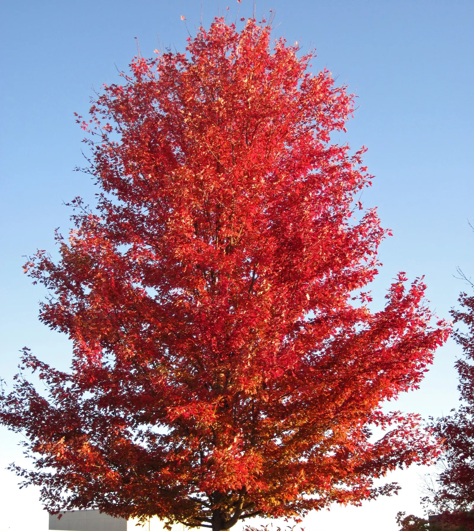 Silver Maple (Acer Saccharinum) — Silver Maple (Acer saccharinum)<br><br>The Silver Maple; it's valued for its silver-green foliage, image 65