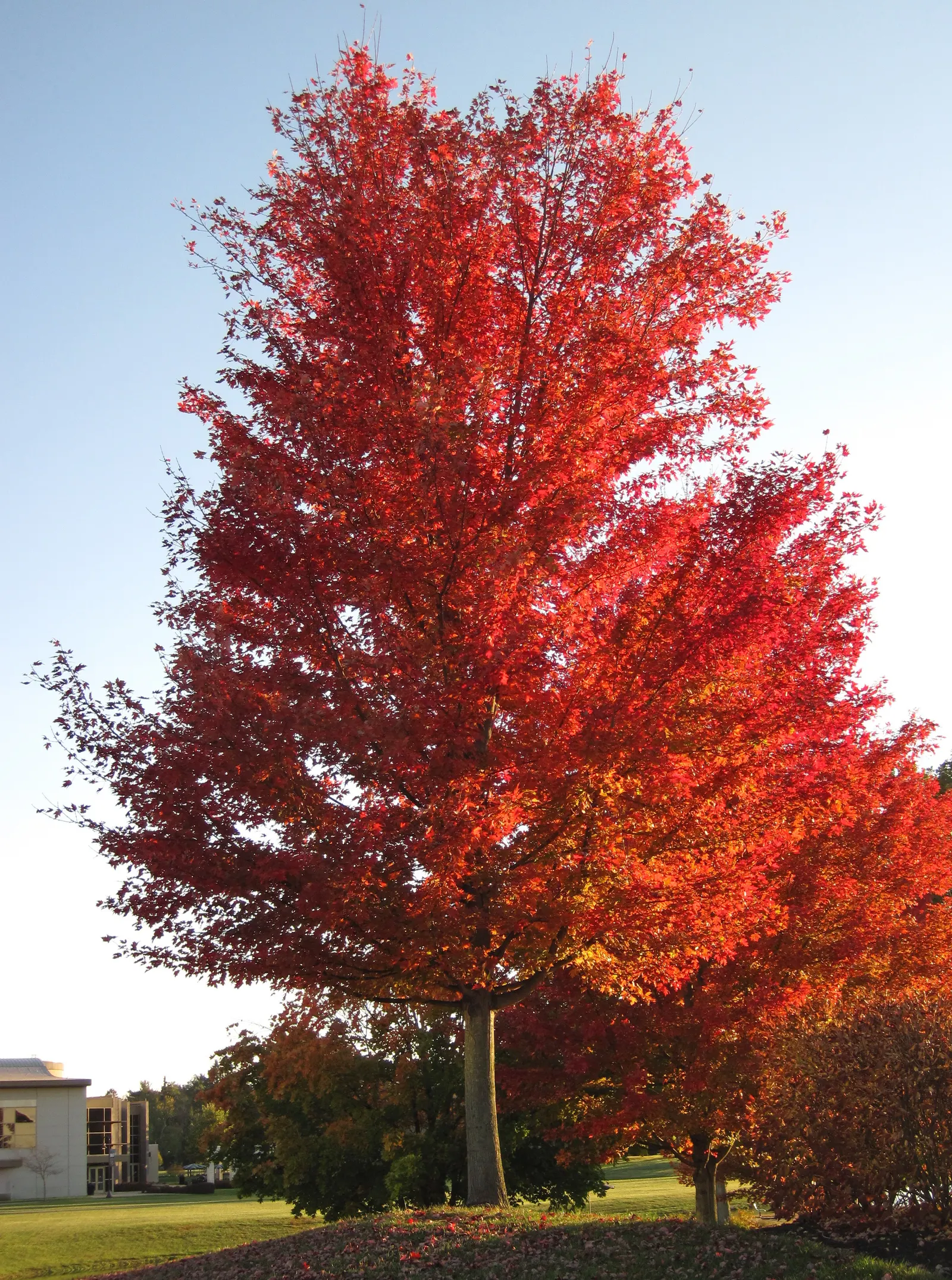 Silver Maple (Acer Saccharinum) — a fast-growing North American native; serves as a splendid selection for expansive garden landscapes and parks, image 66