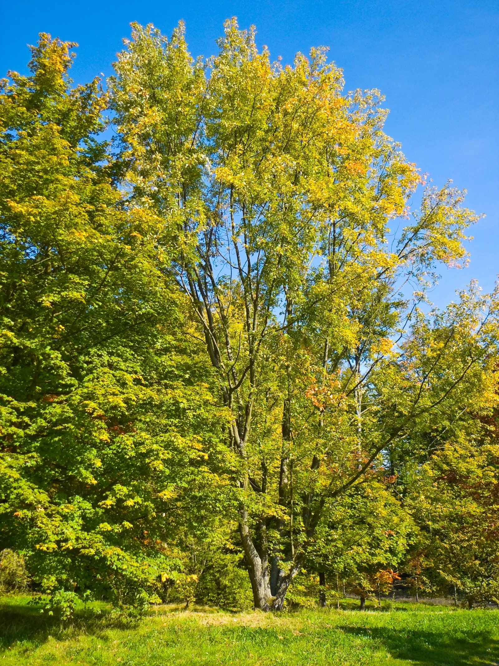 Silver Maple (Acer Saccharinum) — at around 2 to 3 feet per year; serves as a splendid selection for expansive garden landscapes and parks