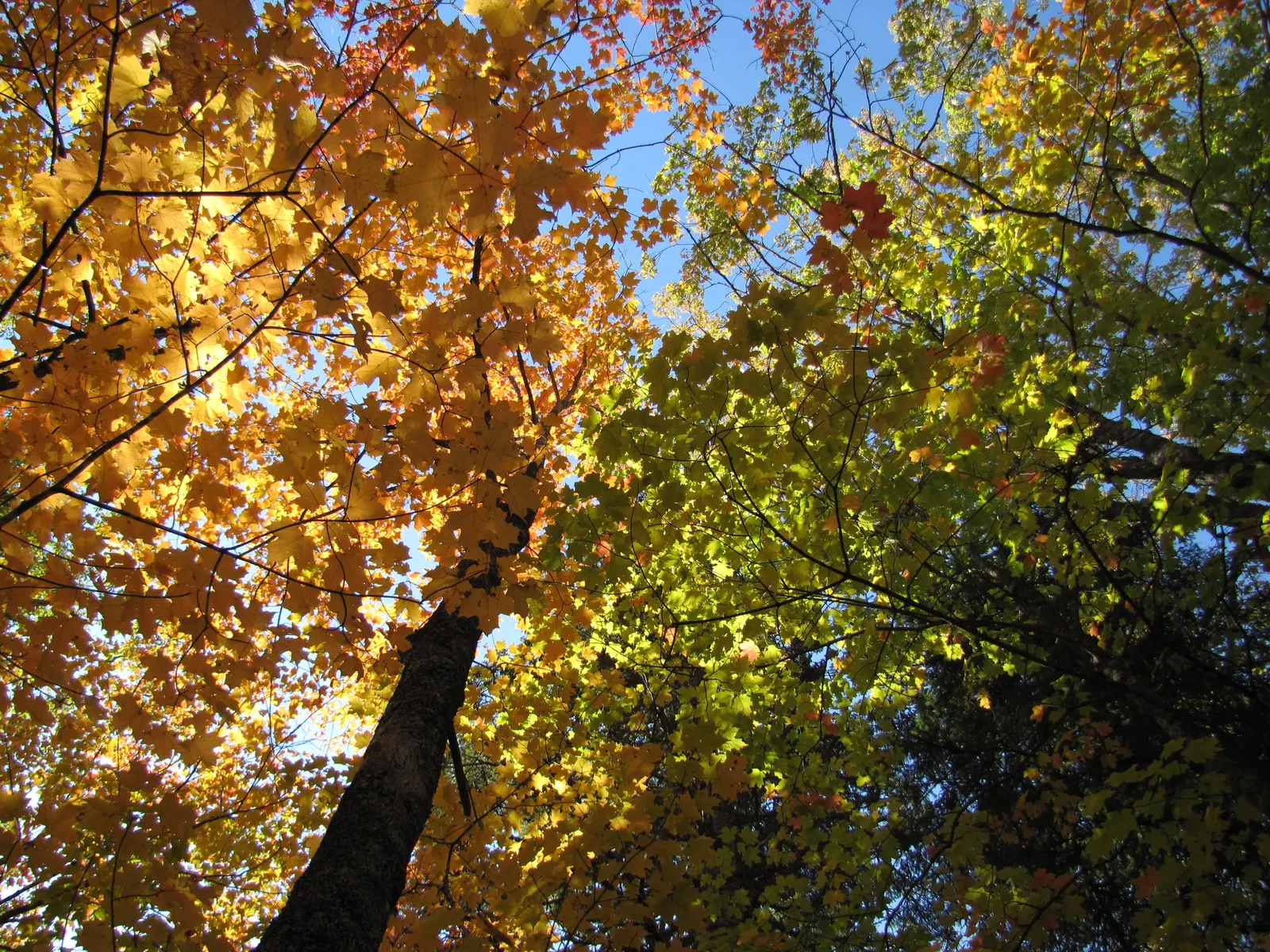 Silver Maple (Acer Saccharinum) — It's valued for its silver-green foliage; and an inviting habitat for local fauna