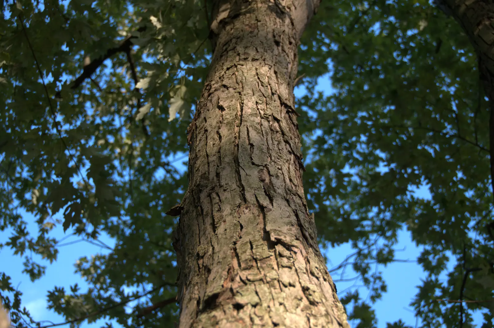Silver Maple (Acer Saccharinum) — at around 2 to 3 feet per year