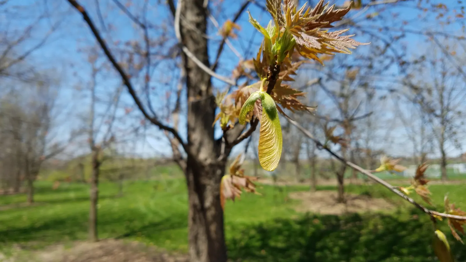 Silver Maple (Acer Saccharinum) — However, its brittle wood can pose a risk during storms, and roots may disrupt nearby structures; and an inviting habitat for