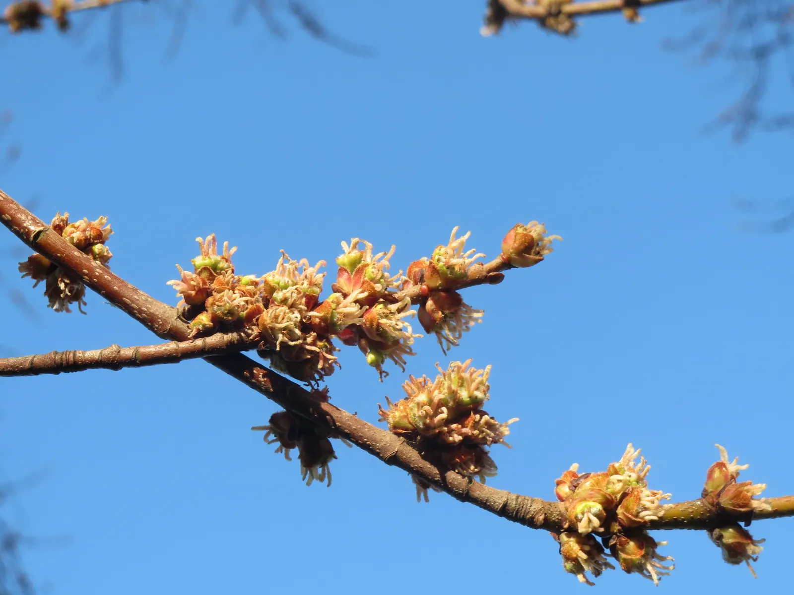 Silver Maple (Acer Saccharinum) — it stands impressively tall; and an inviting habitat for local fauna