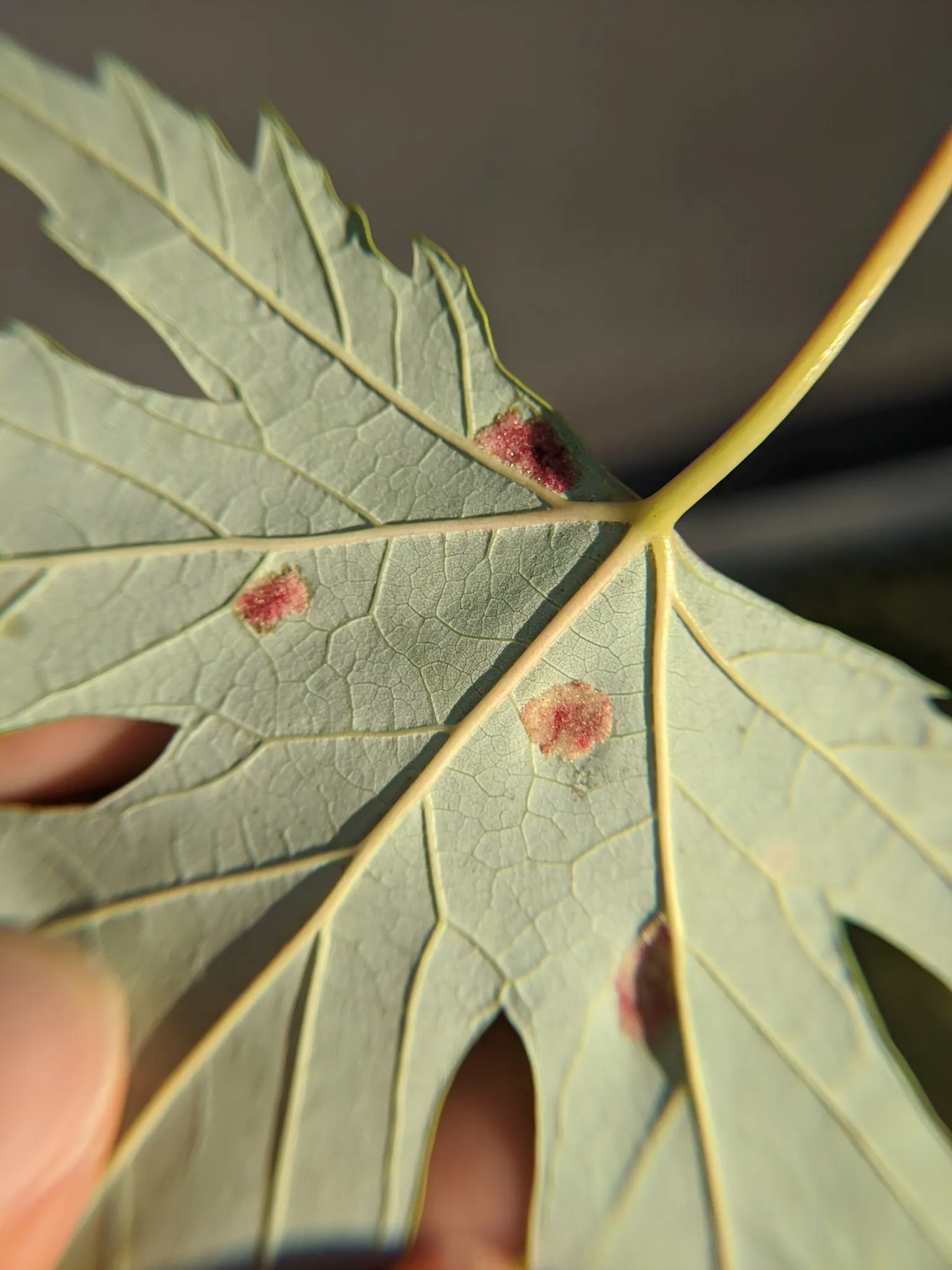 Silver Maple (Acer Saccharinum) — with a widespread canopy stretching from 35 to 70 feet in diameter; serves as a splendid selection for expansive garden