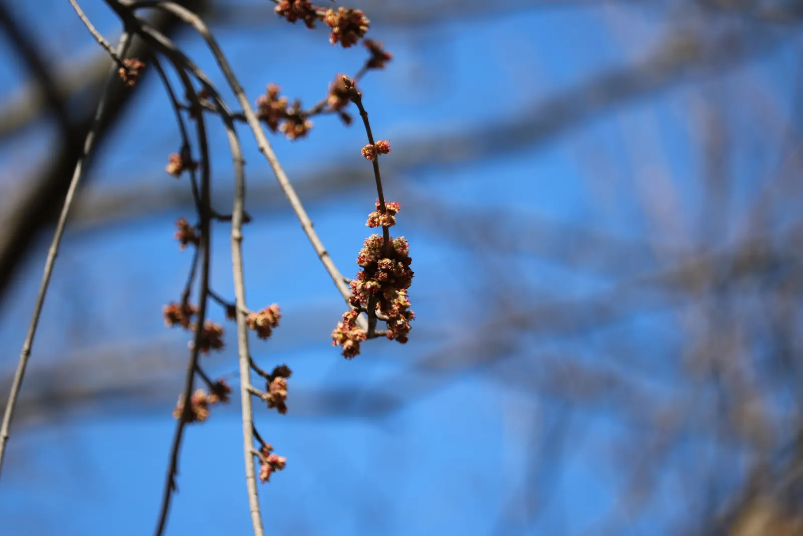 Silver Maple (Acer Saccharinum) — This species prefers full sun to partial shade and grows in hardiness zones 3-9; at around 2 to 3 feet per year