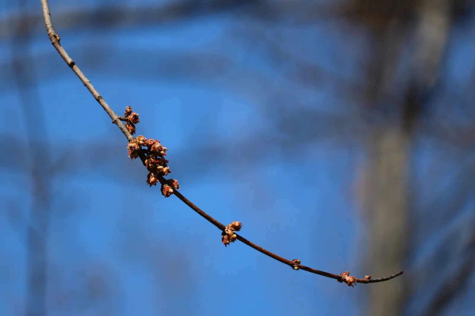 Silver Maple (Acer Saccharinum) — Silver Maple (Acer saccharinum)<br><br>The Silver Maple; it's valued for its silver-green foliage