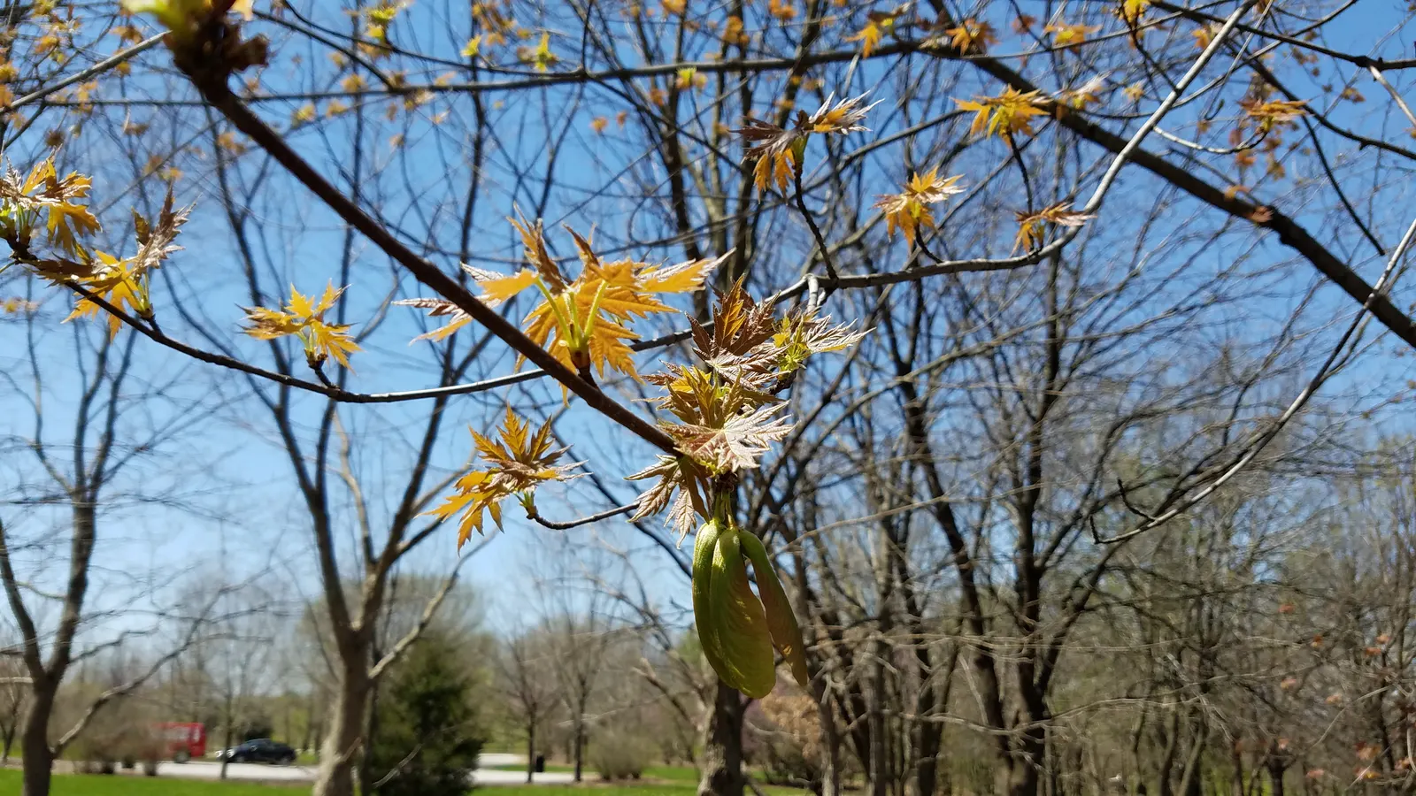 Silver Maple (Acer Saccharinum) — small red or yellow flowers usher in the season