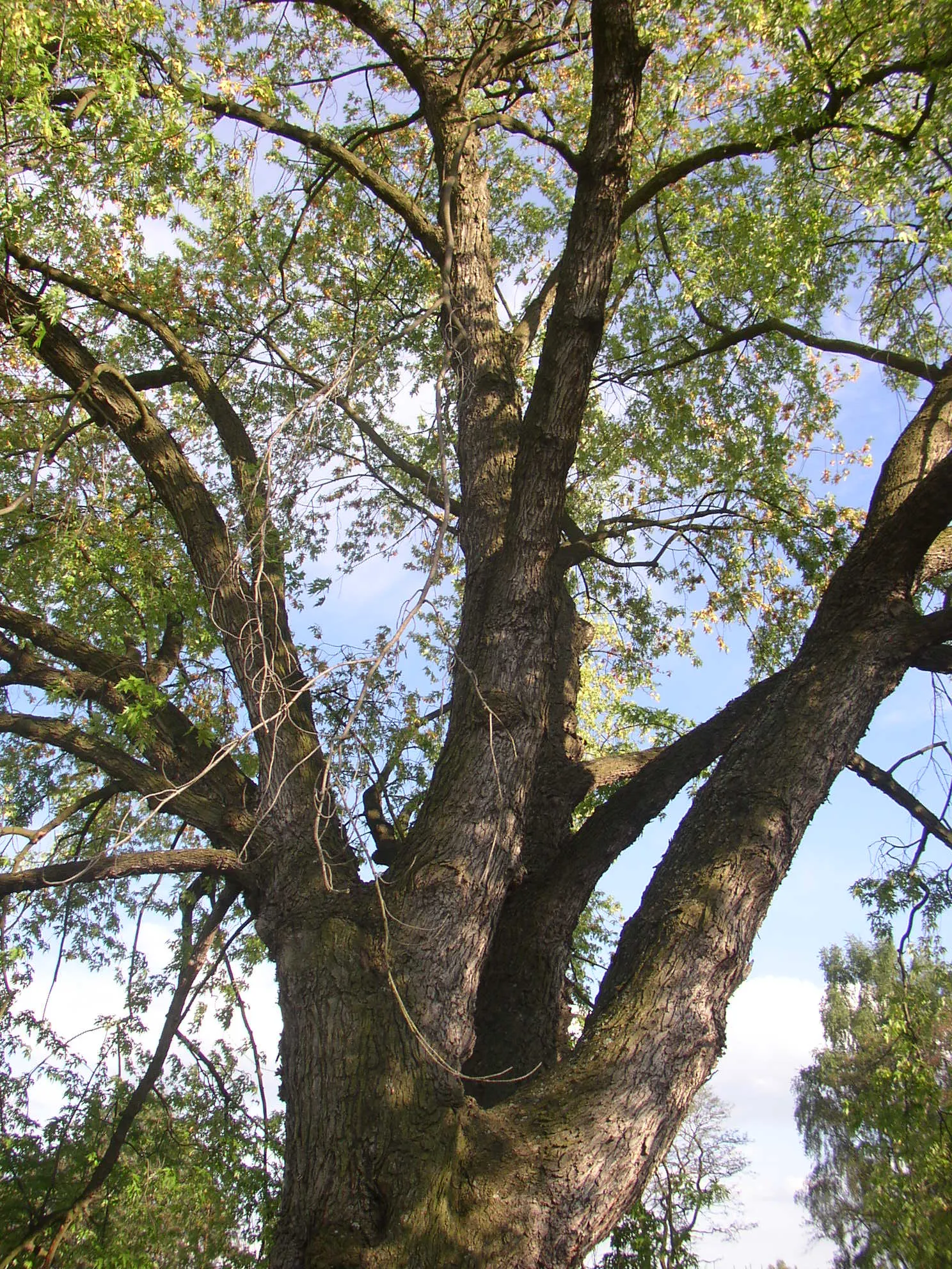 Silver Maple (Acer Saccharinum) — is a fast-growing deciduous tree; serves as a splendid selection for expansive garden landscapes and parks, image 58