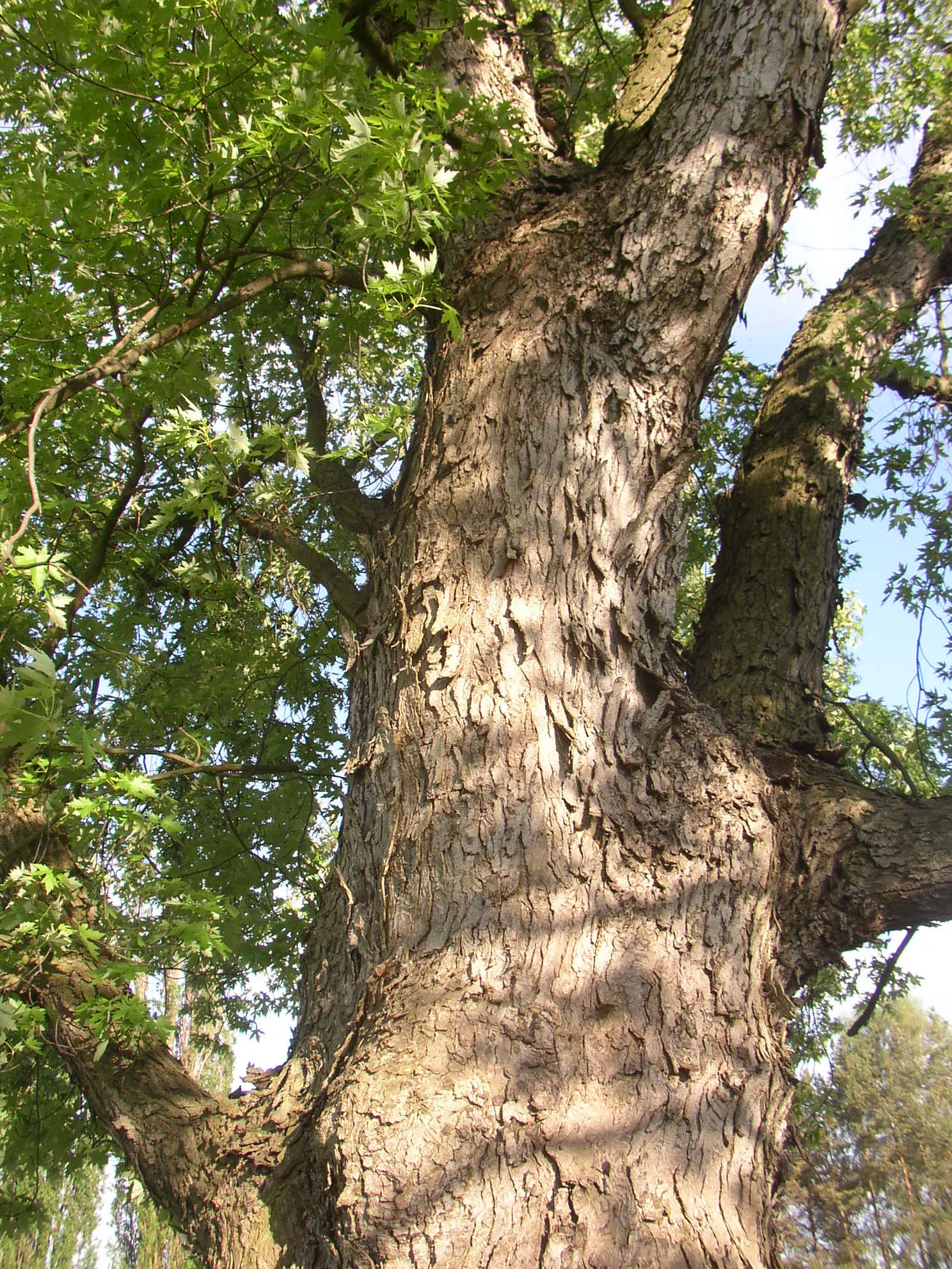 Silver Maple (Acer Saccharinum) — commonly called Silver Maple; it's valued for its silver-green foliage, image 57