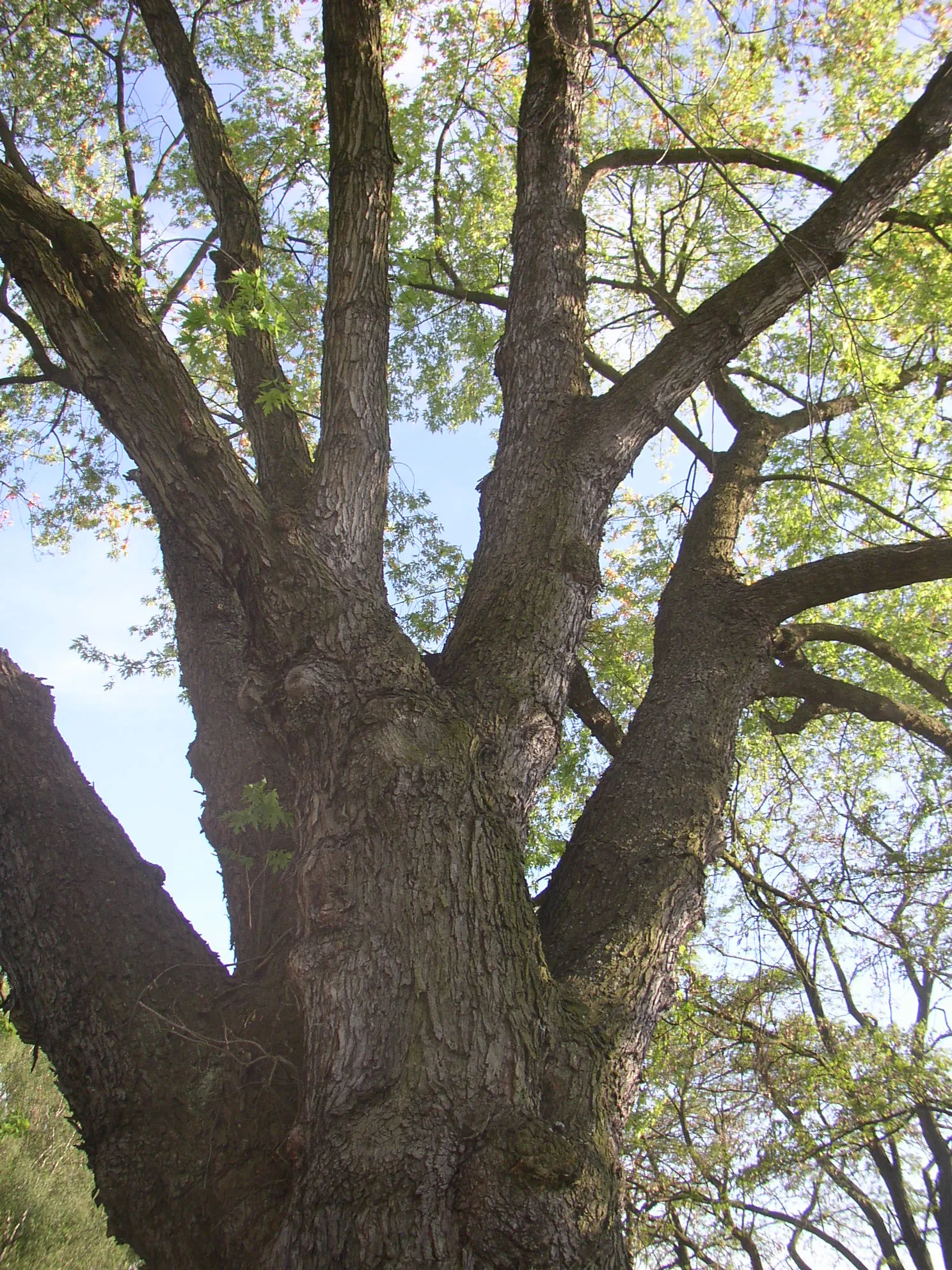 Silver Maple (Acer Saccharinum) — Fall foliage may not be as vibrant as other maples, often a modest yellow; at around 2 to 3 feet per year