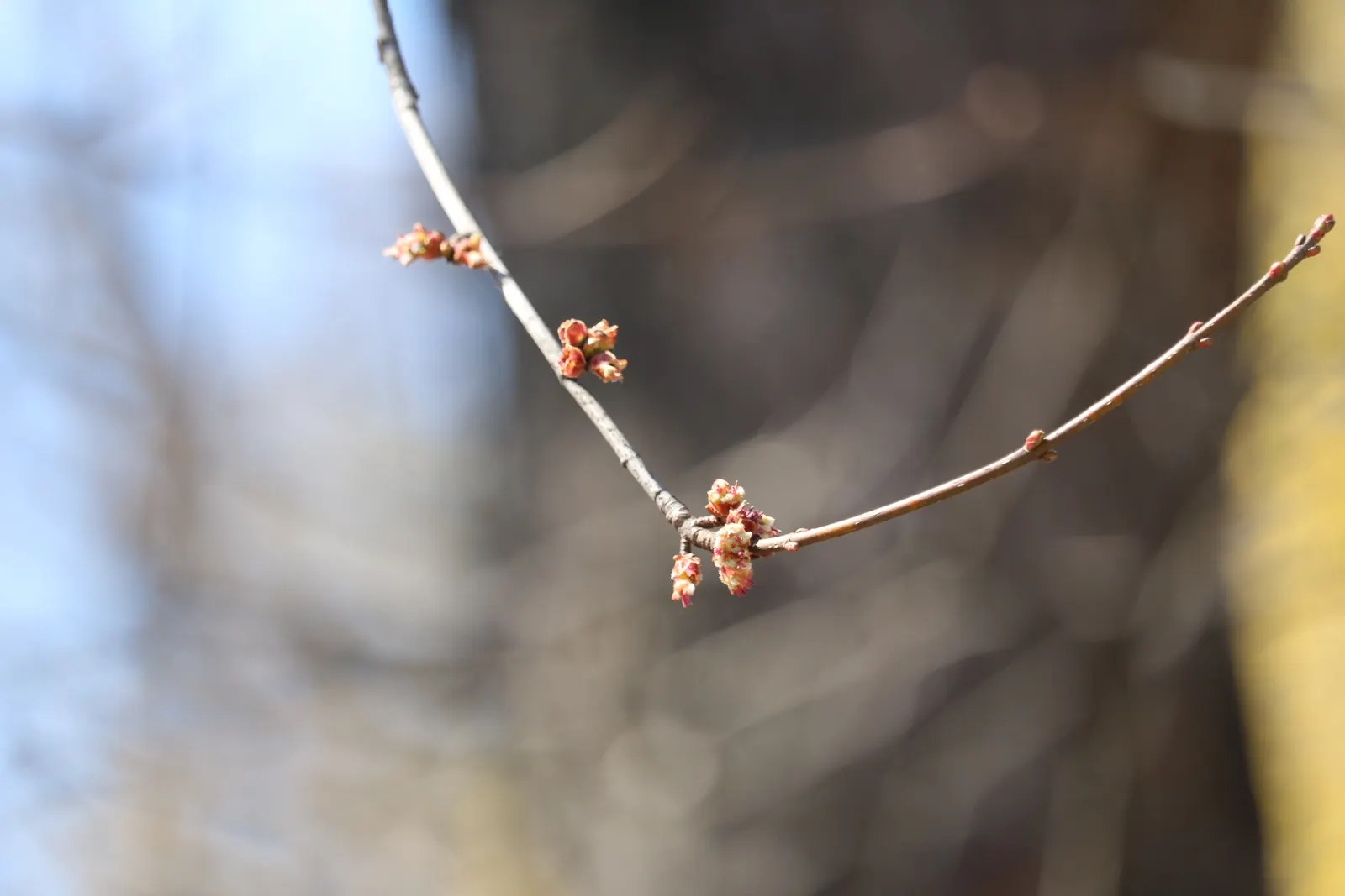 Silver Maple (Acer Saccharinum) — which shimmers in the wind; it's valued for its silver-green foliage
